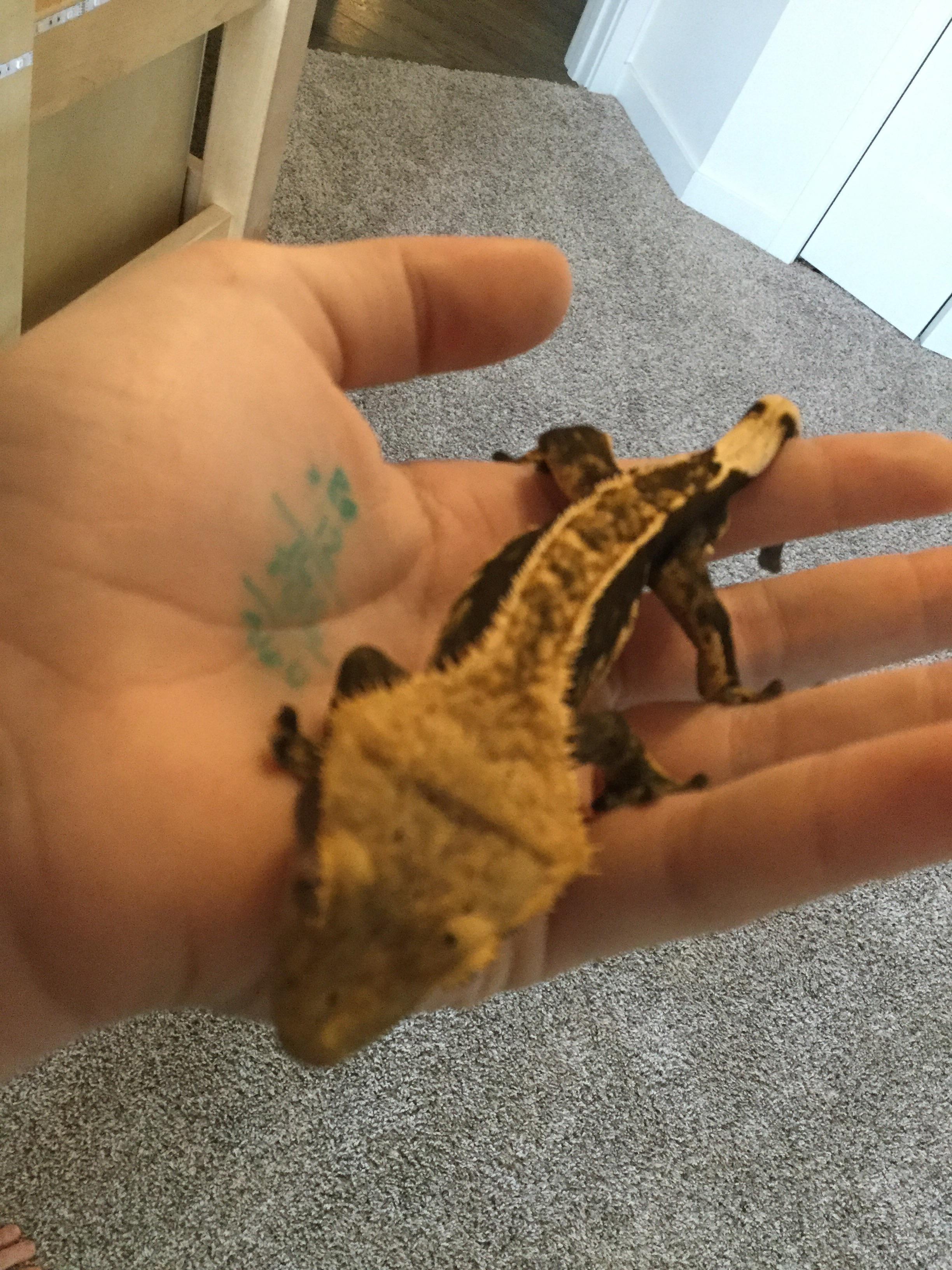 Crested geckos on reddit r/CrestedGecko