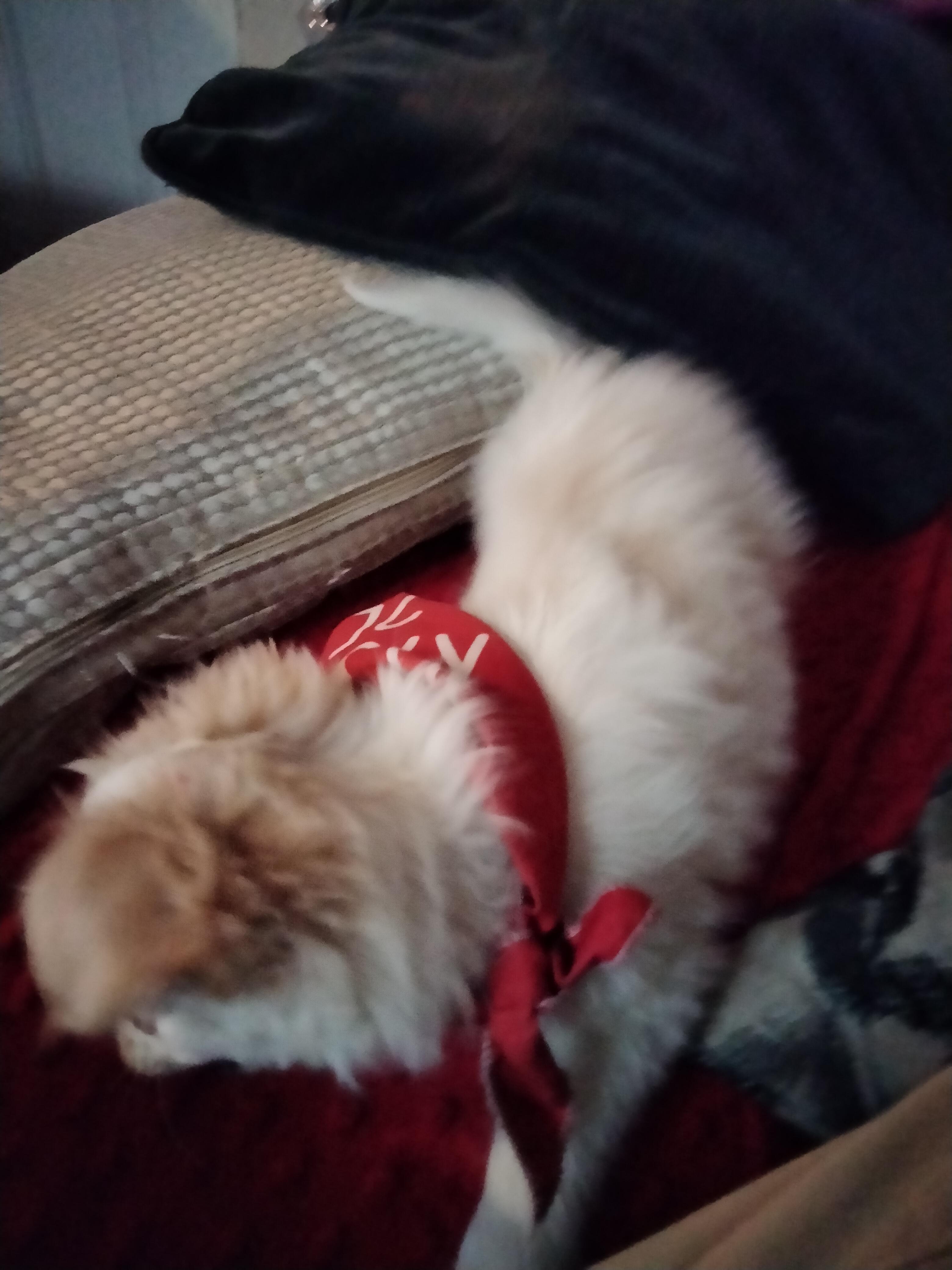 My 9 week old chihuahua r/chihuahuas