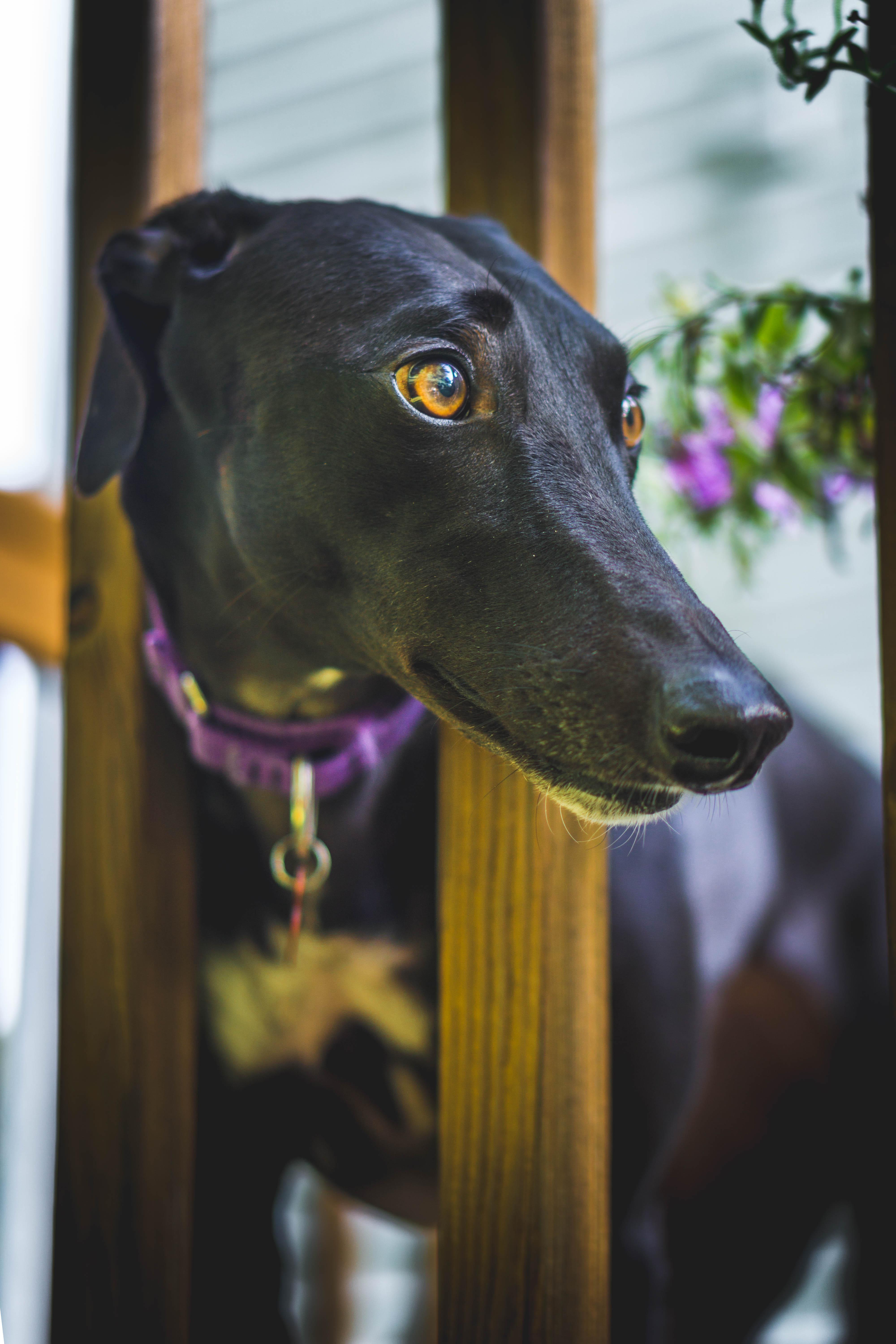 Skinny head allows for a better view. r/Greyhounds