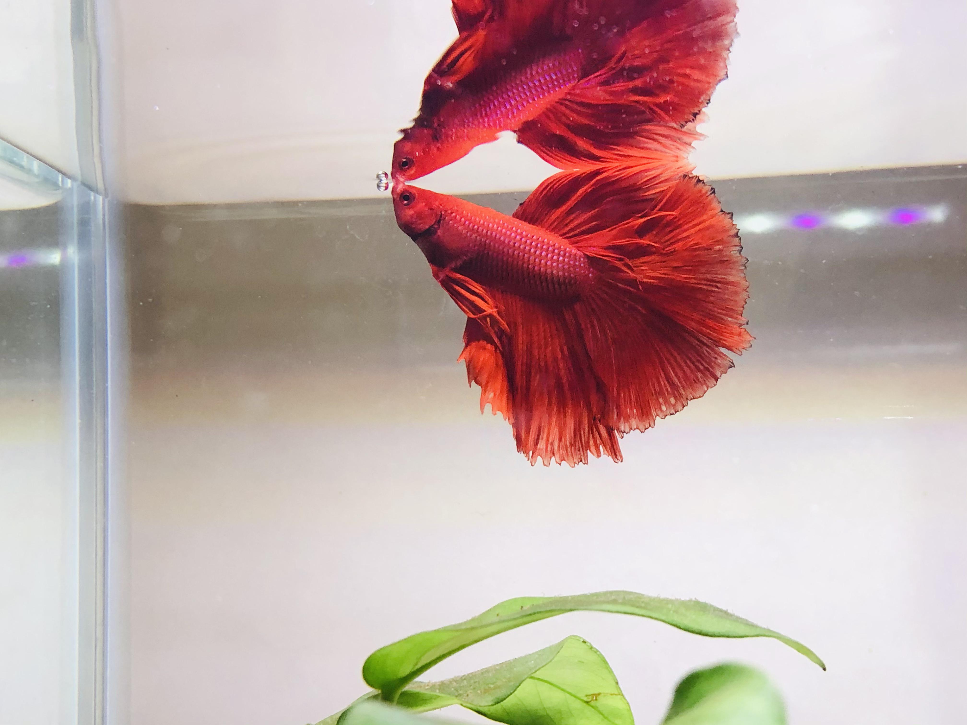 Just finished scaping my new 37 gallon tank! It’s all natural! What