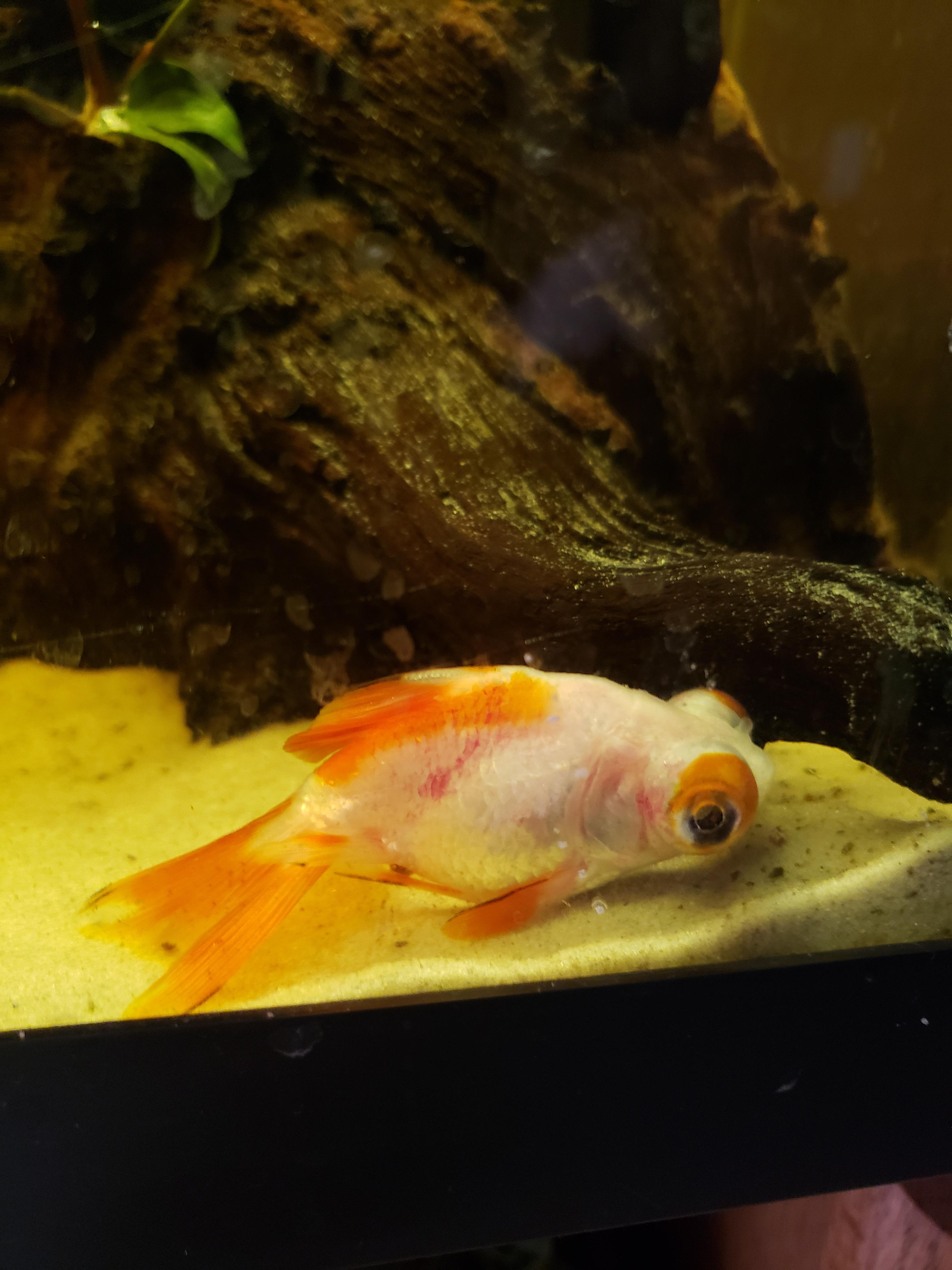 Help!! Depressed/ stressed fish, details in comments. r/Goldfish