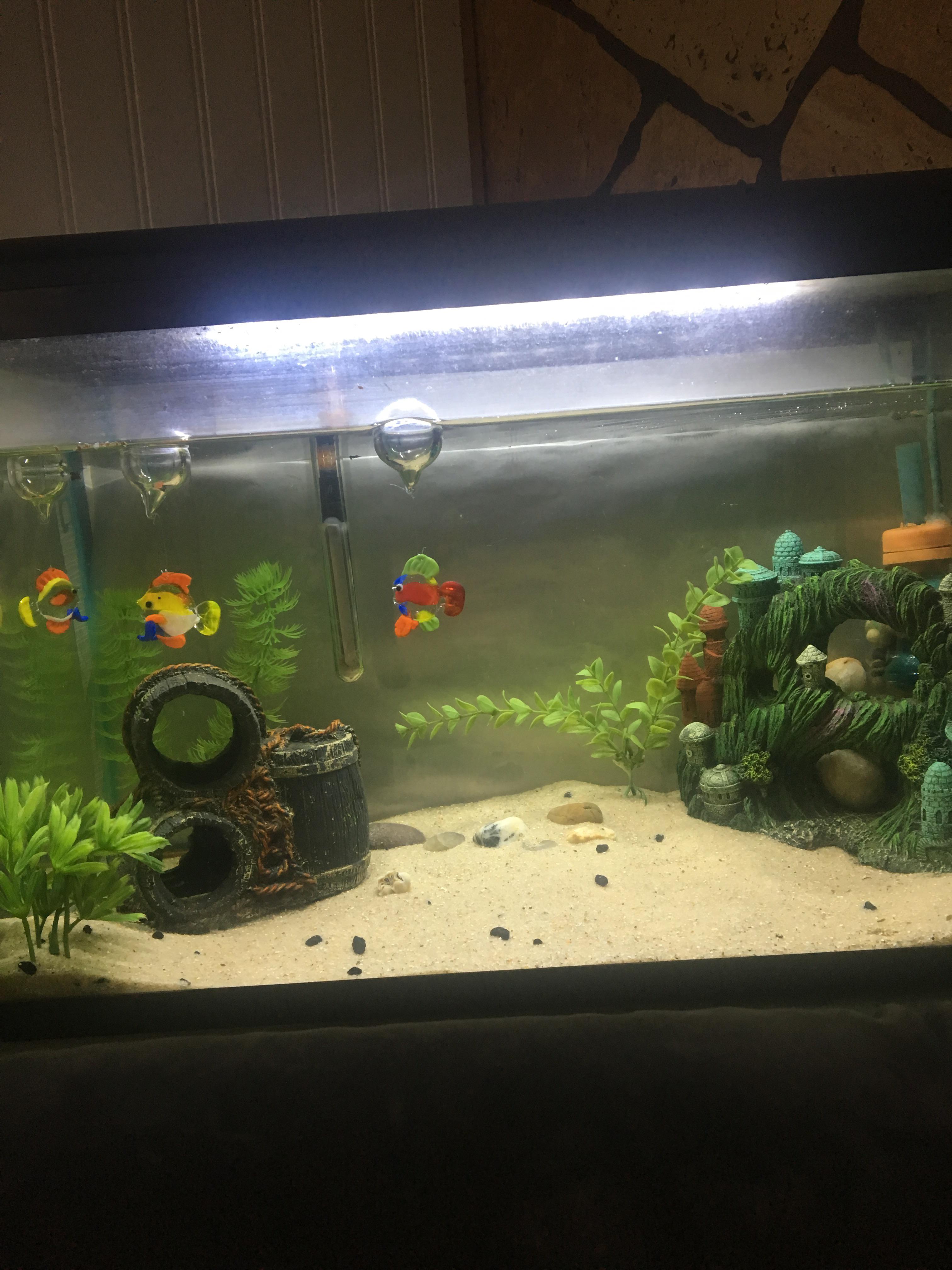 I can’t think of what to put in my 10 gallon tank, so I went with some
