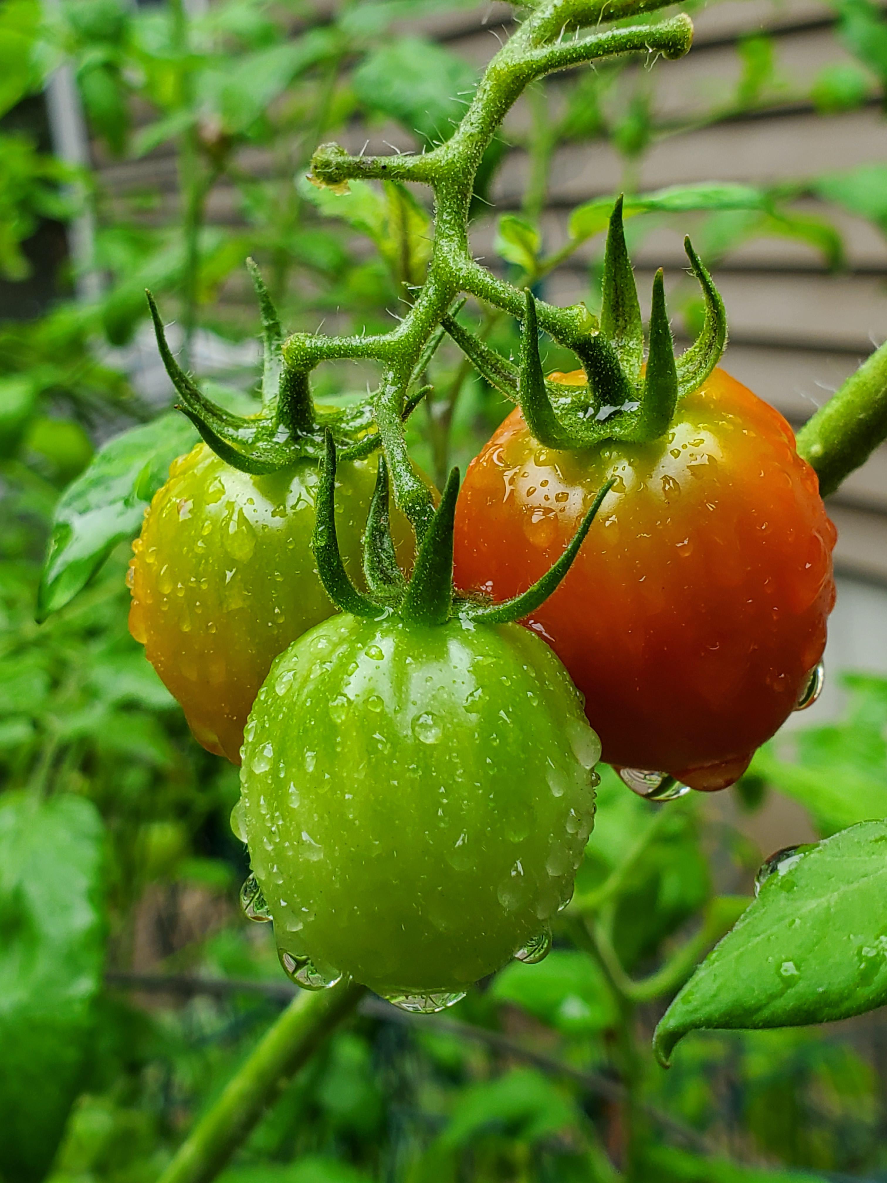 Tomatoes in the rain. r/gardening
