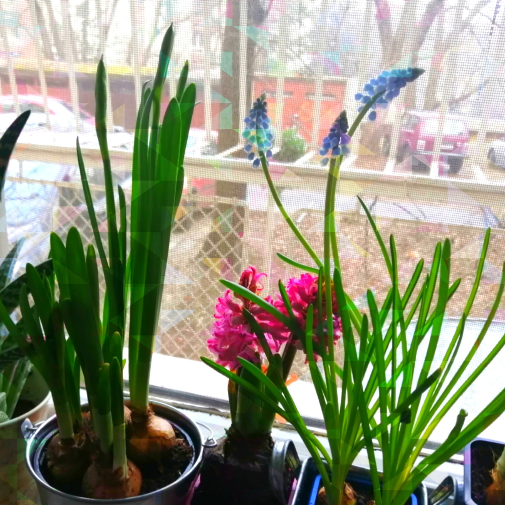 Some of my bulbous plants ) r/houseplants