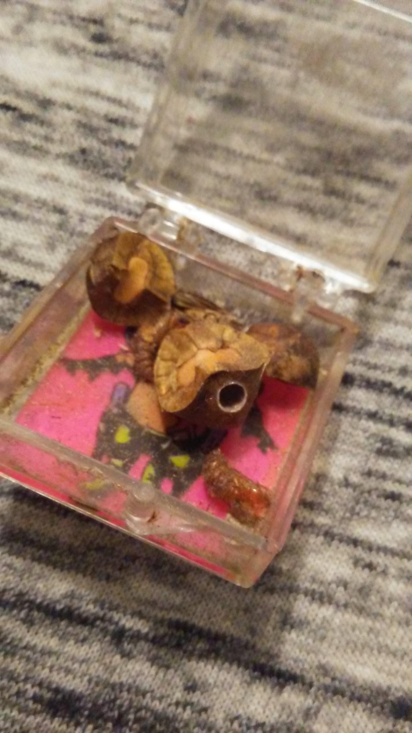 🔥 My Mexican jumping beans hatched and the moths are now flying around