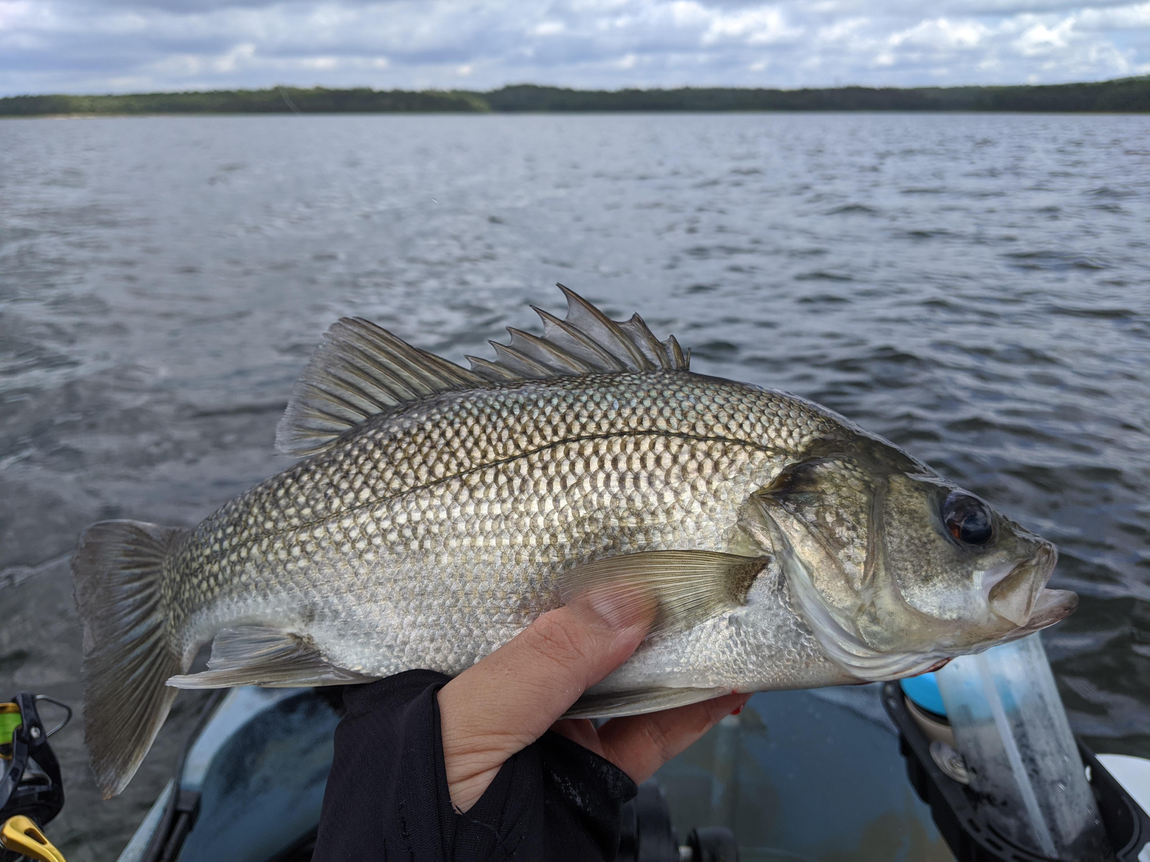 Fishing at Lake Samsonvale/North Pine Dam, plenty of chonky Aussie Bass