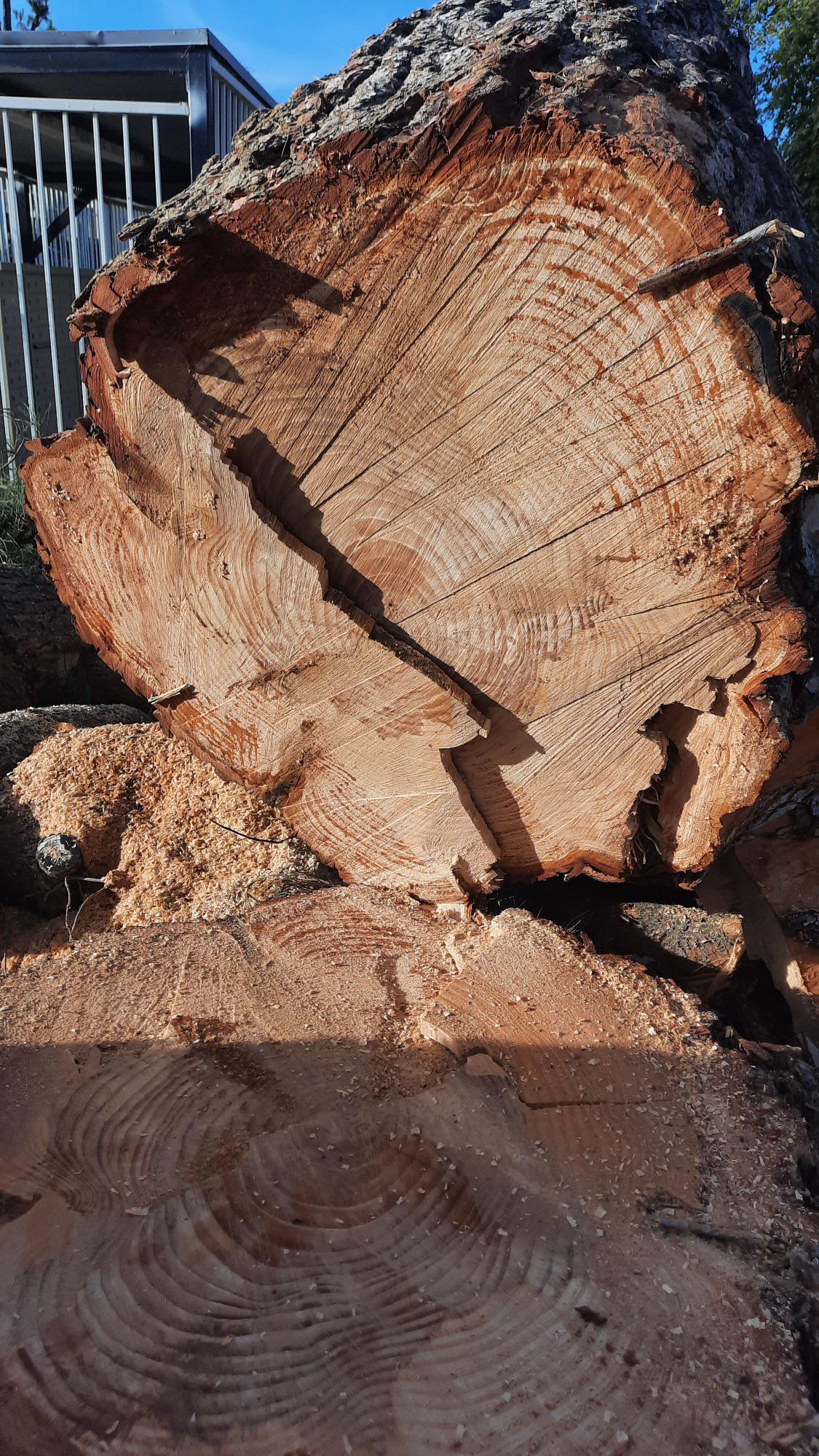 Neighborhood tree was just cut down. I heard counting the rings wasn’t