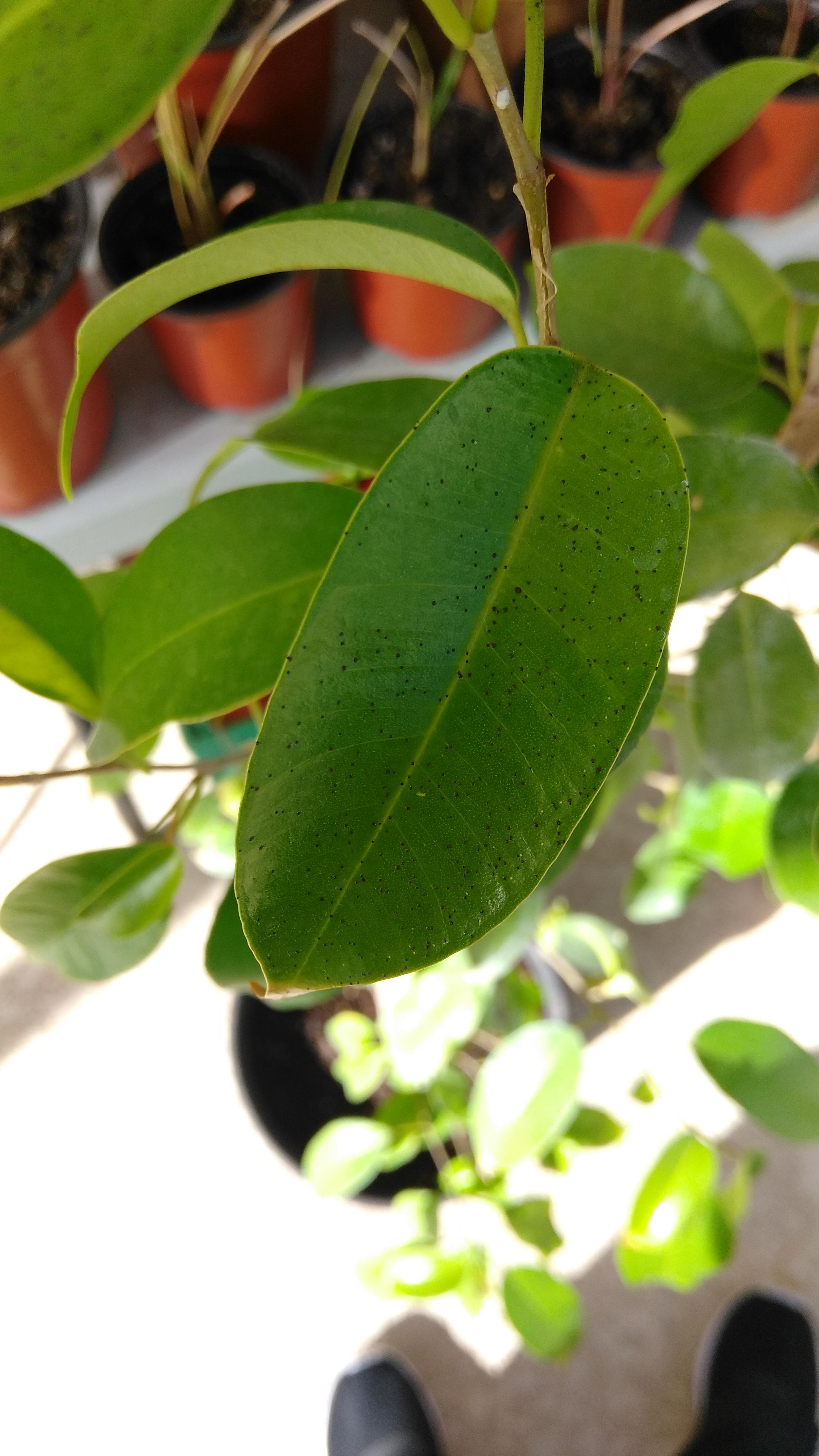What are these black spots on my ficus tree? The leaves feel like sandpaper. Oh no! r/gardening