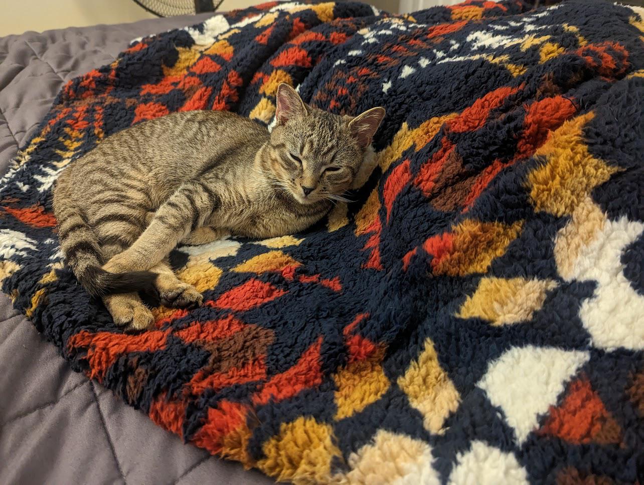 "Hold on, I want to go check out a blanket really quick. I hear cats