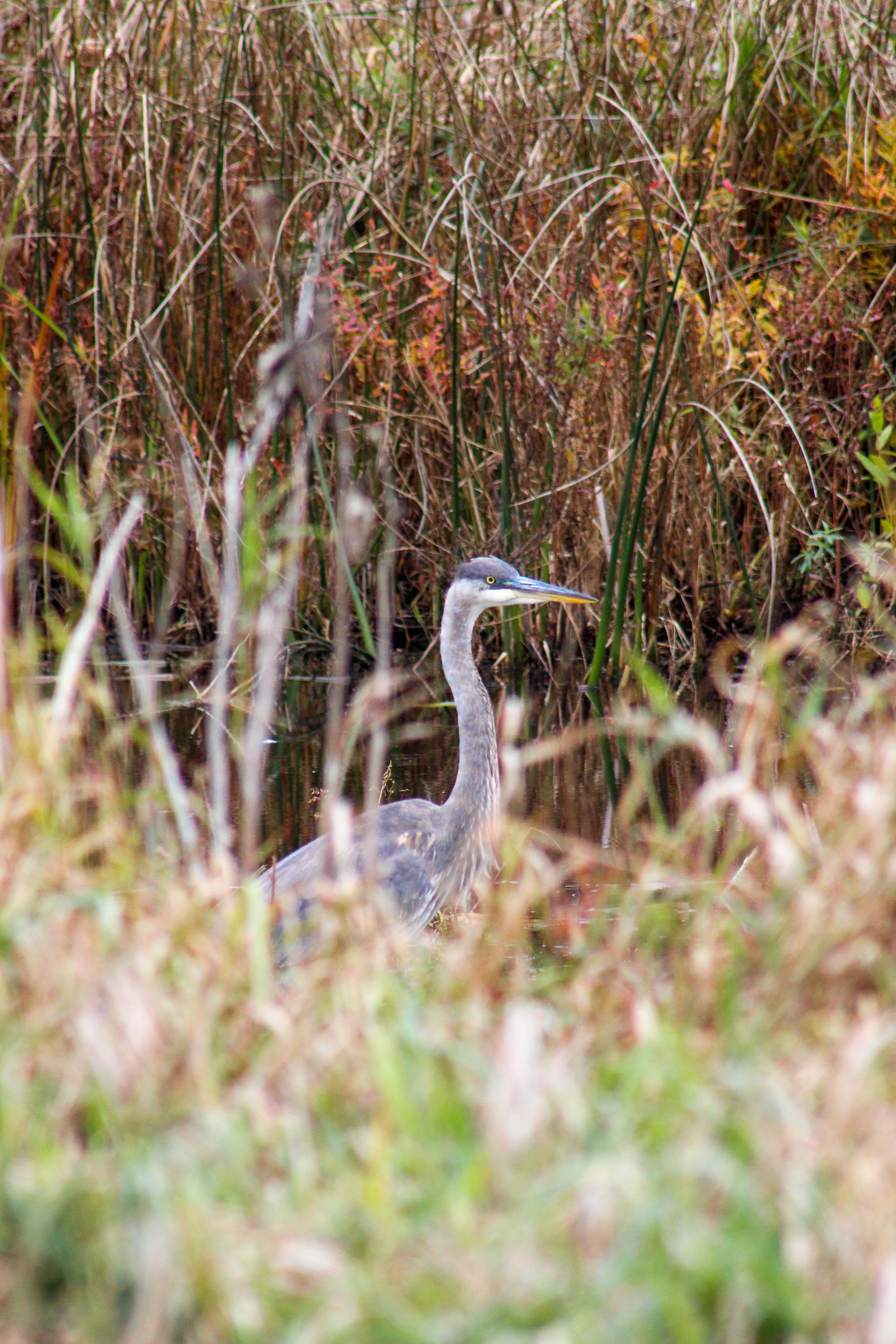 Great blue heron, Montezuma Wildlife Refuge, central NY 10/31 r/birding