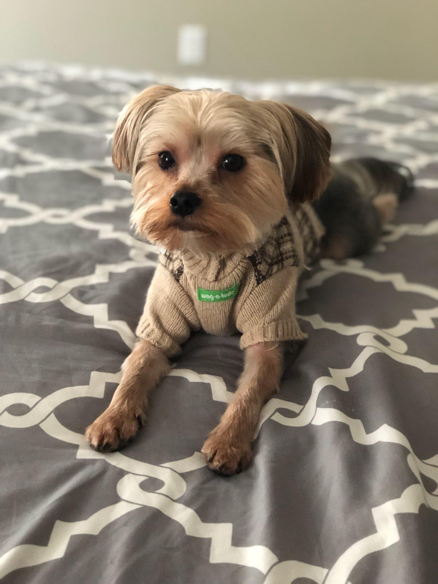 My long leg Yorkie modeling r/Yorkies
