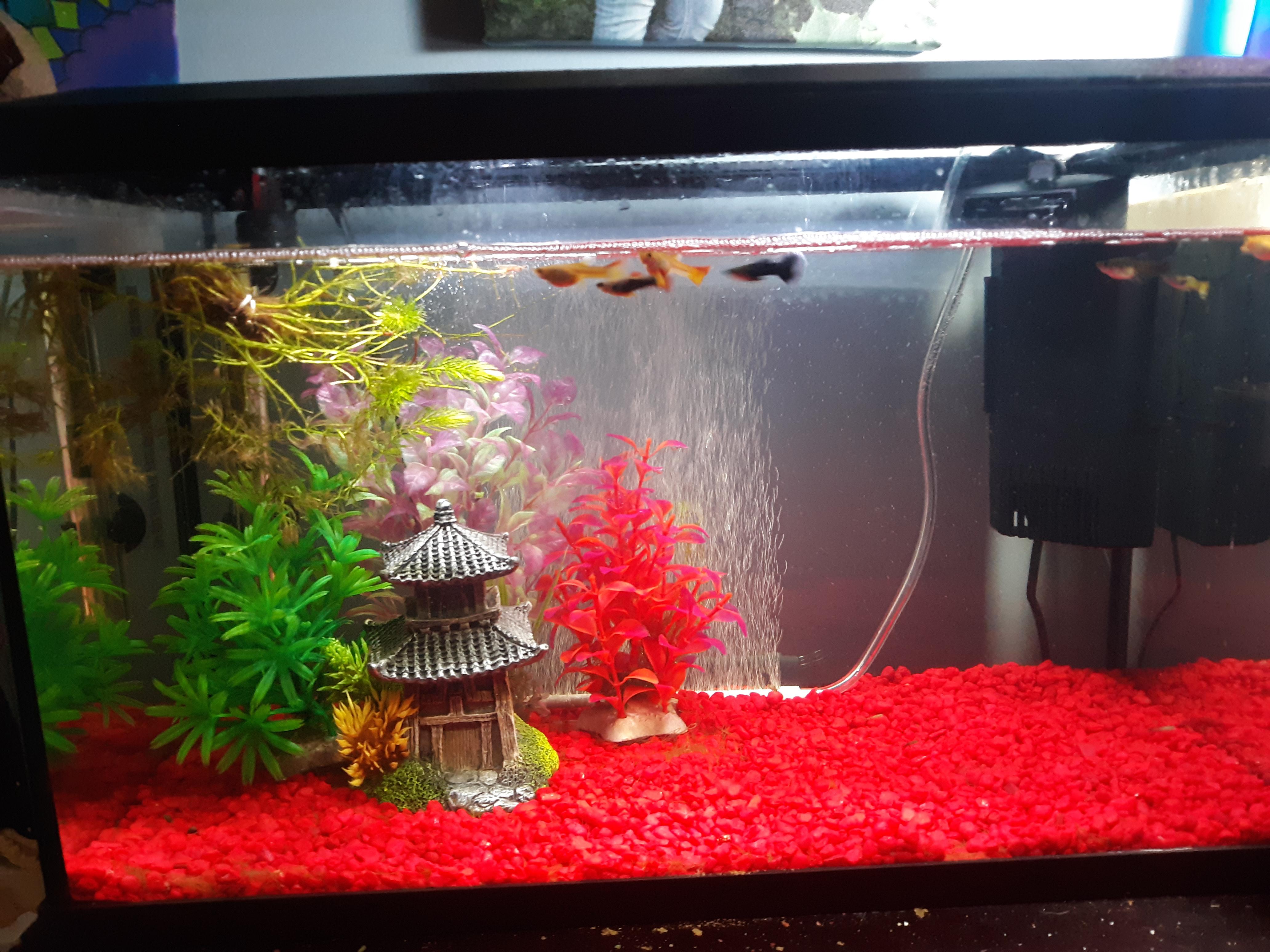 Rate my first aquarium! r/Aquariums