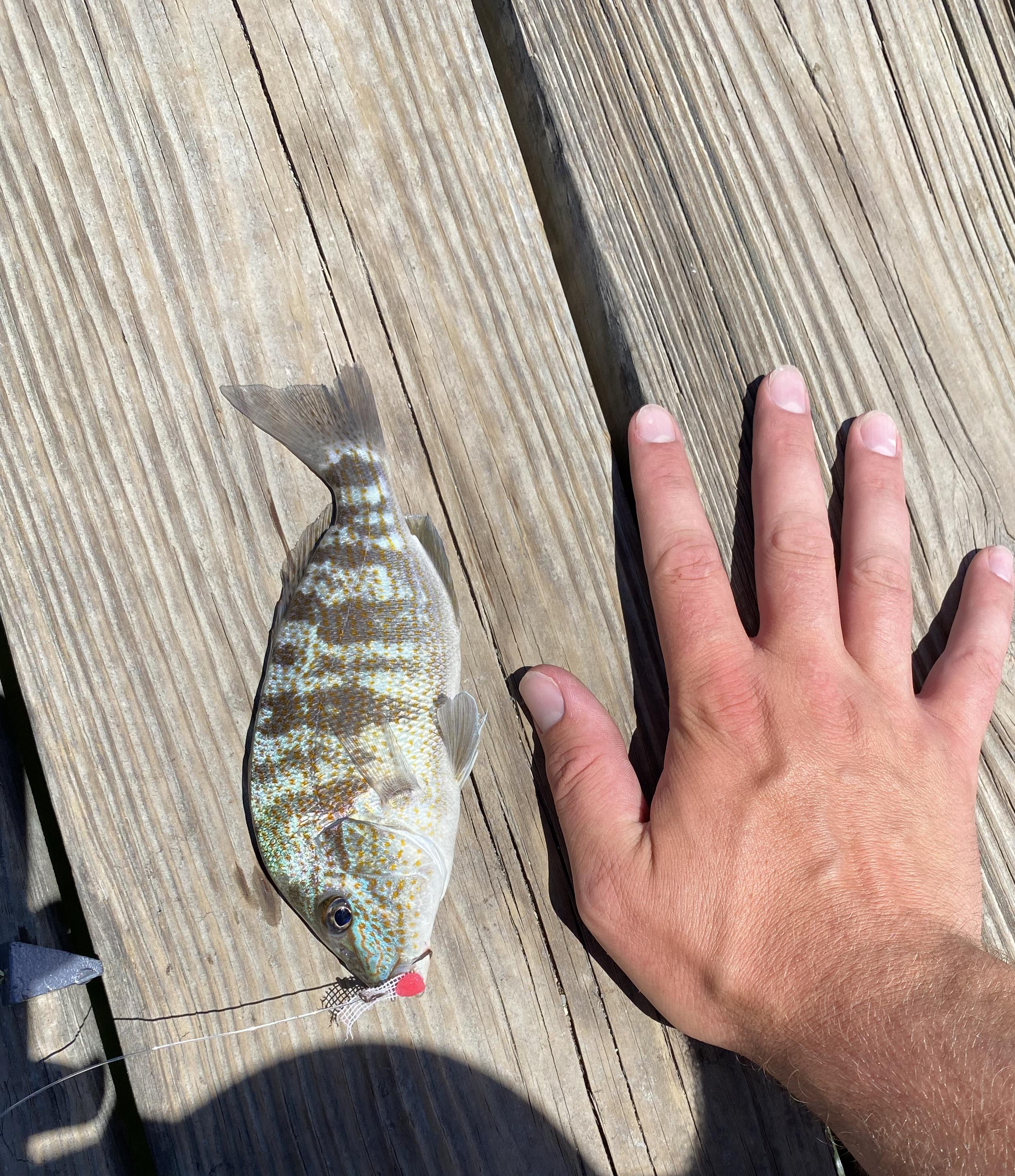 What kind of fish is this? York River, VA r/Fishing