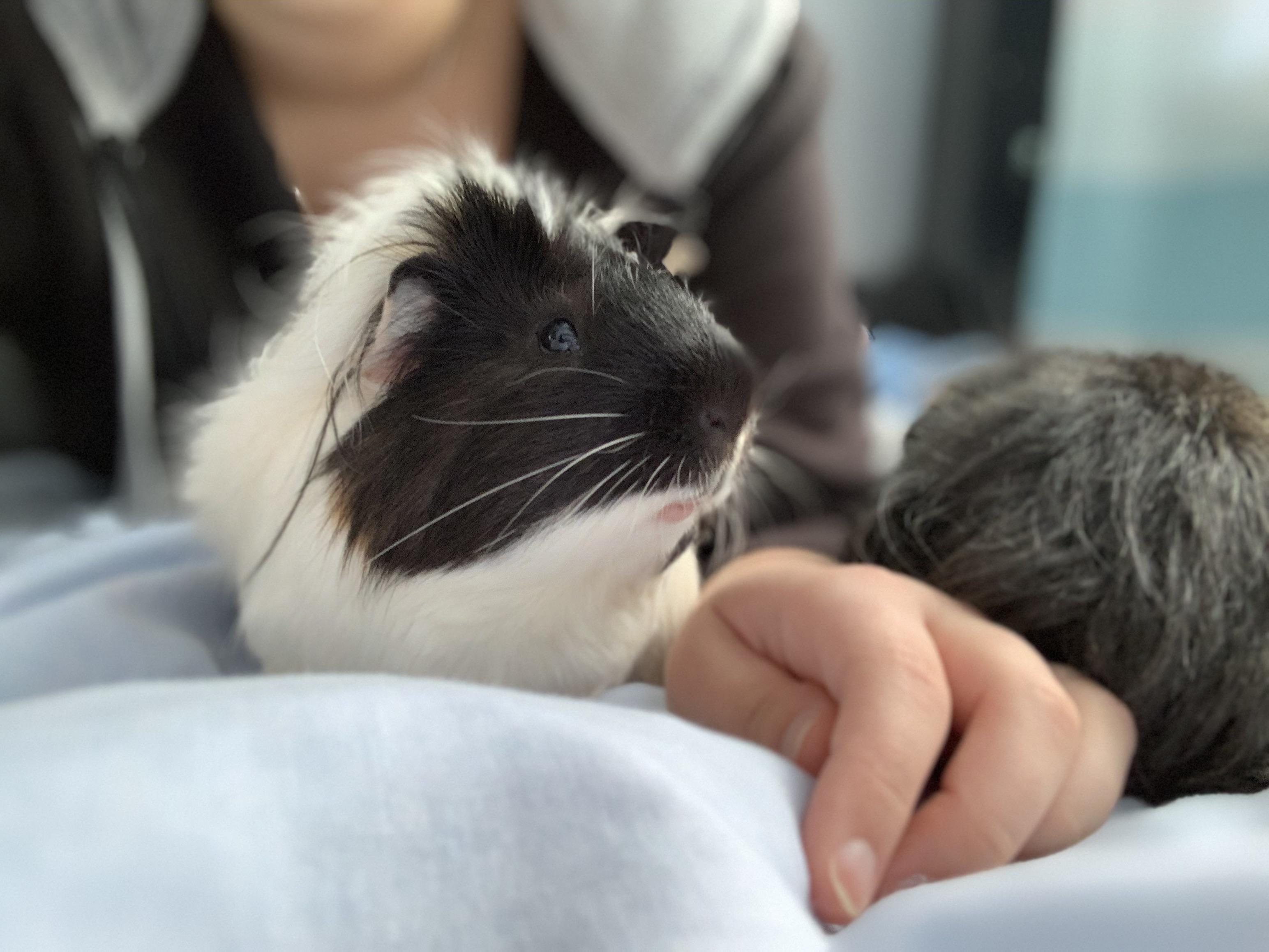 So I just caught my guinea pig eating the pee pads I put under my fleece bedding to line their