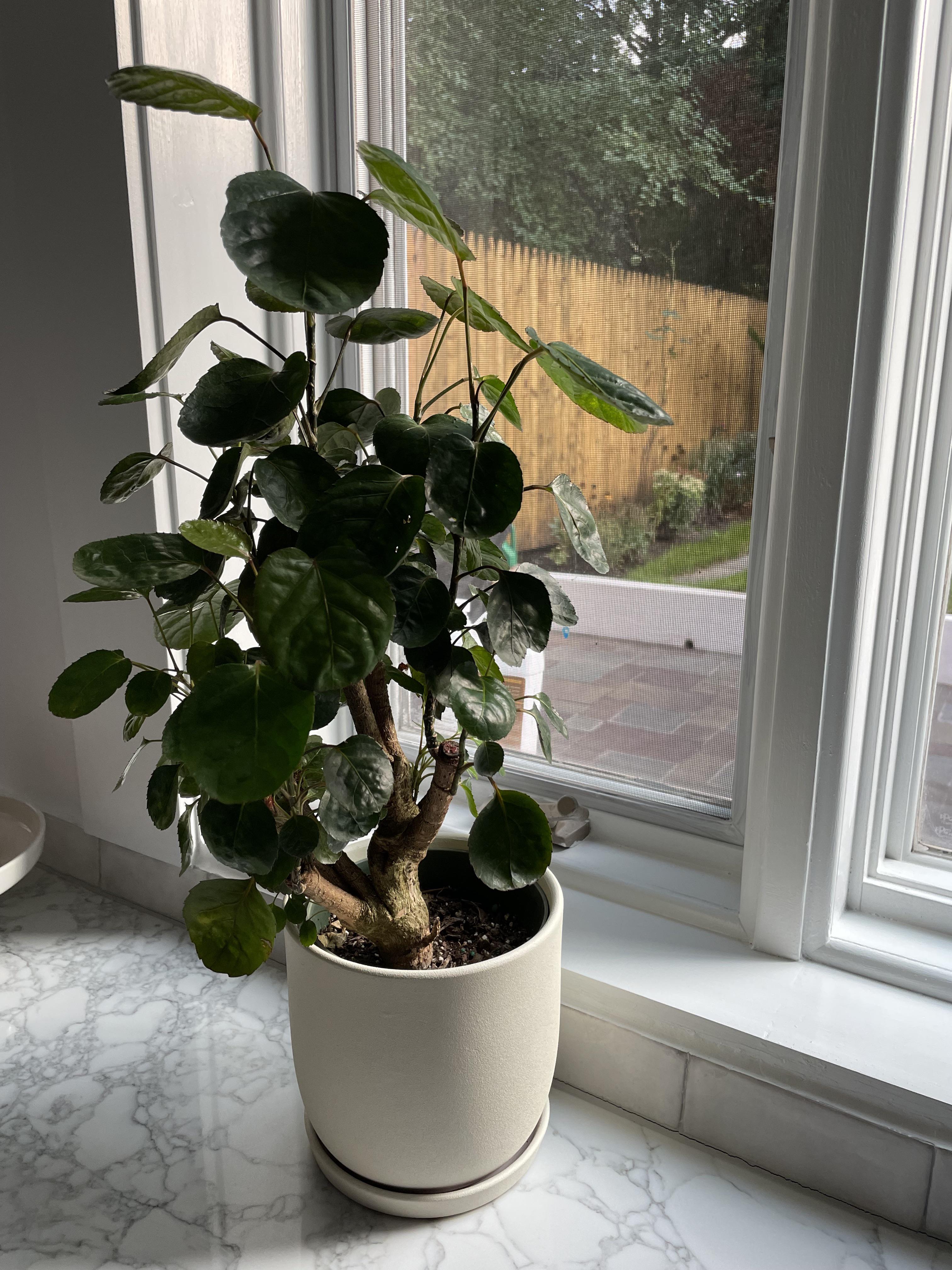 What is this and how often should I water it? Please help me Reddit