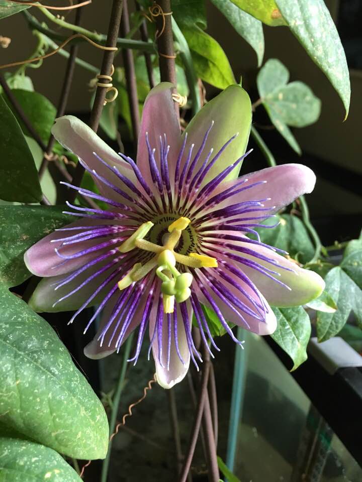 Passionflower bloomed for the first time! r/gardening