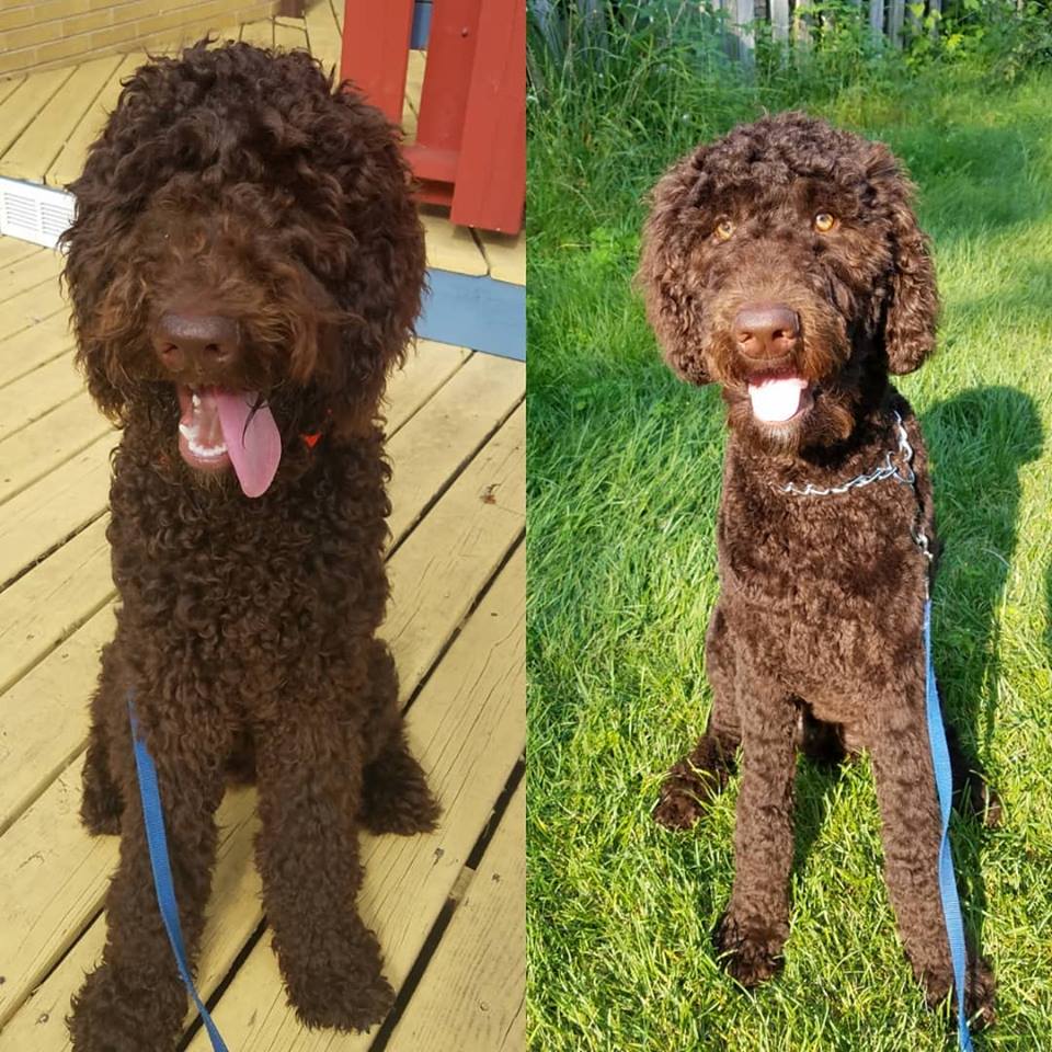 This is Gonzo. He has a self filling water bowl. The kind with the two