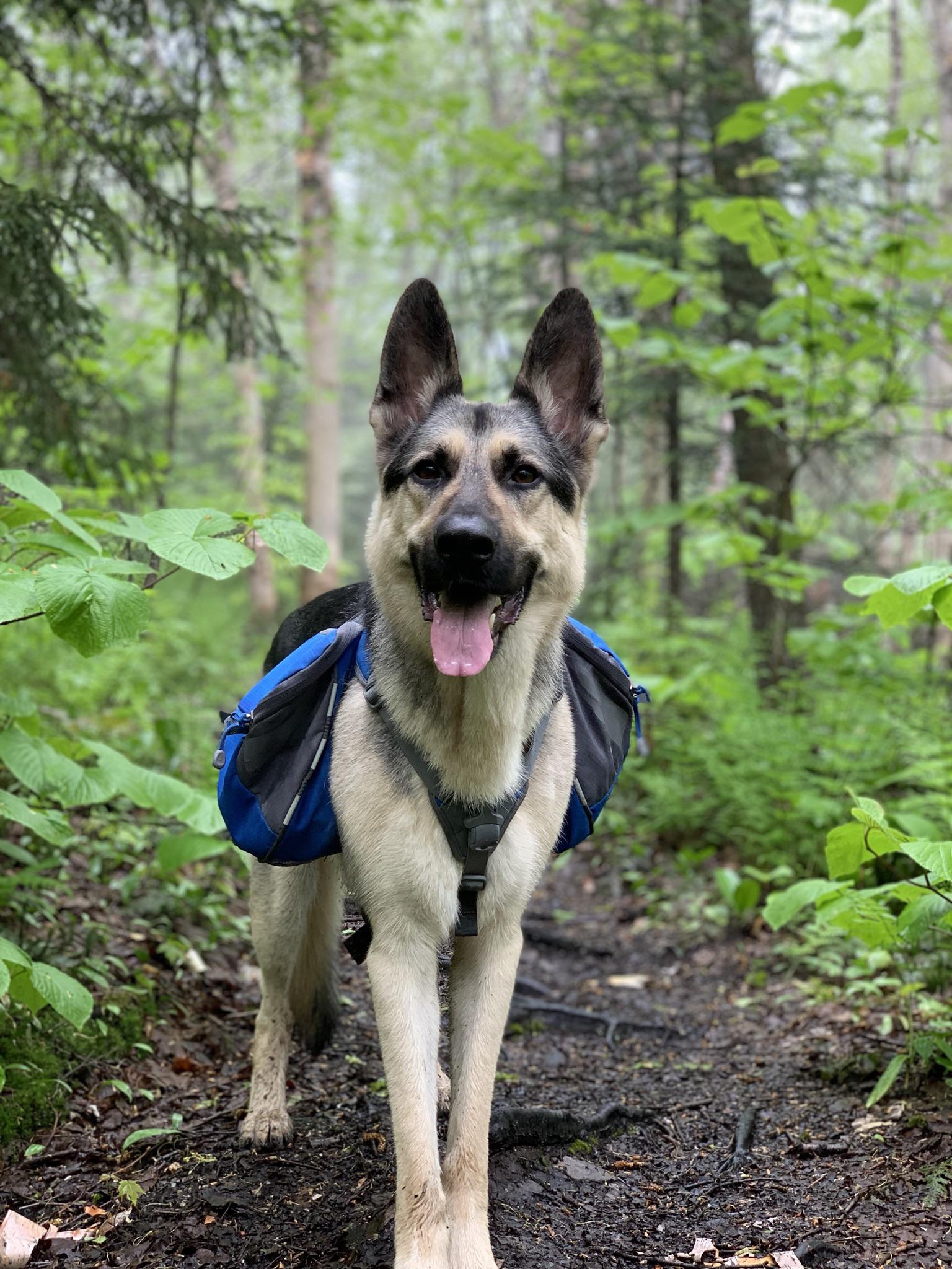 He loves a good hike with his favorite backpack r/germanshepherds