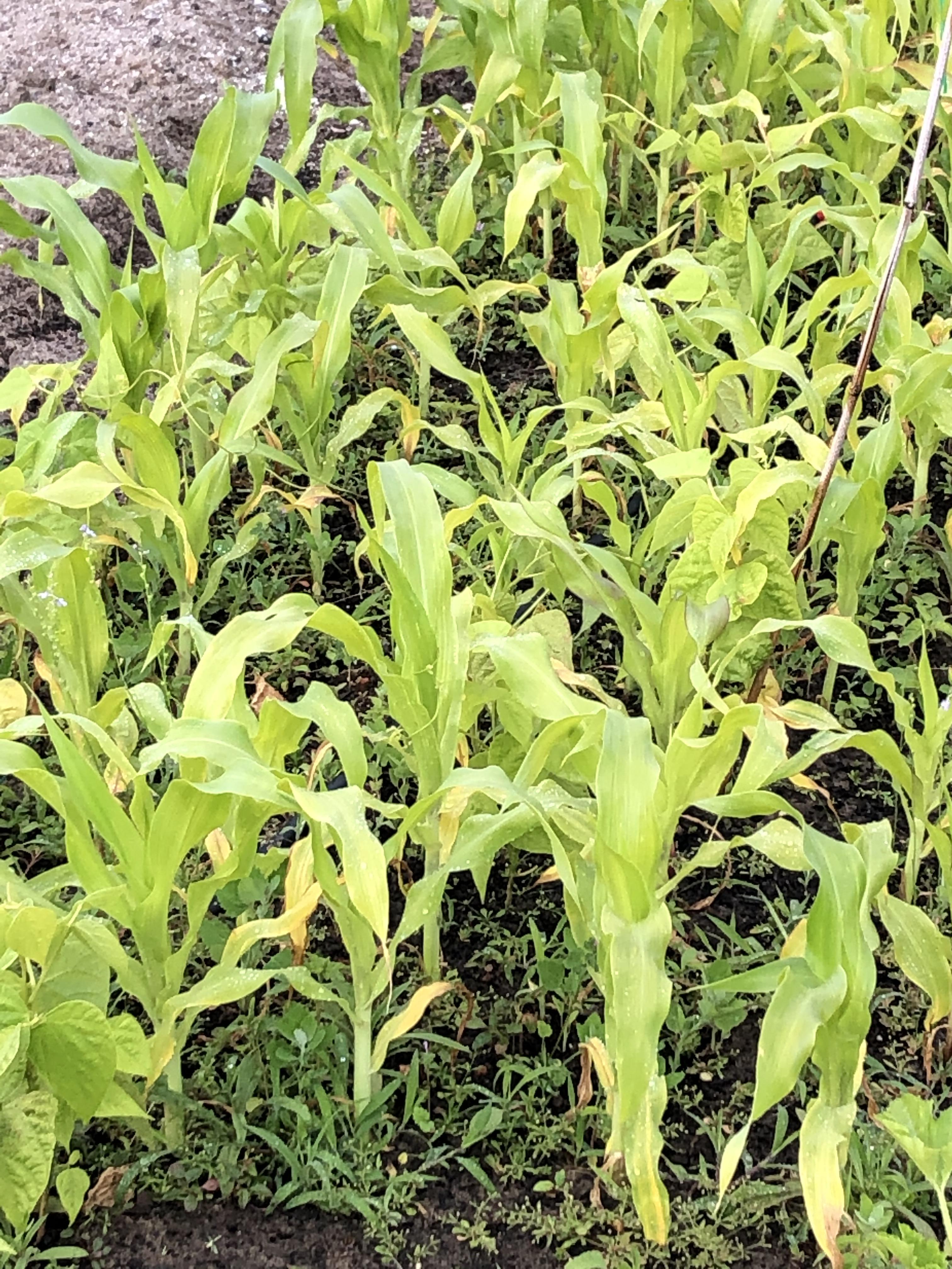 Why is my corn so yellow? All the other corn in my community garden is