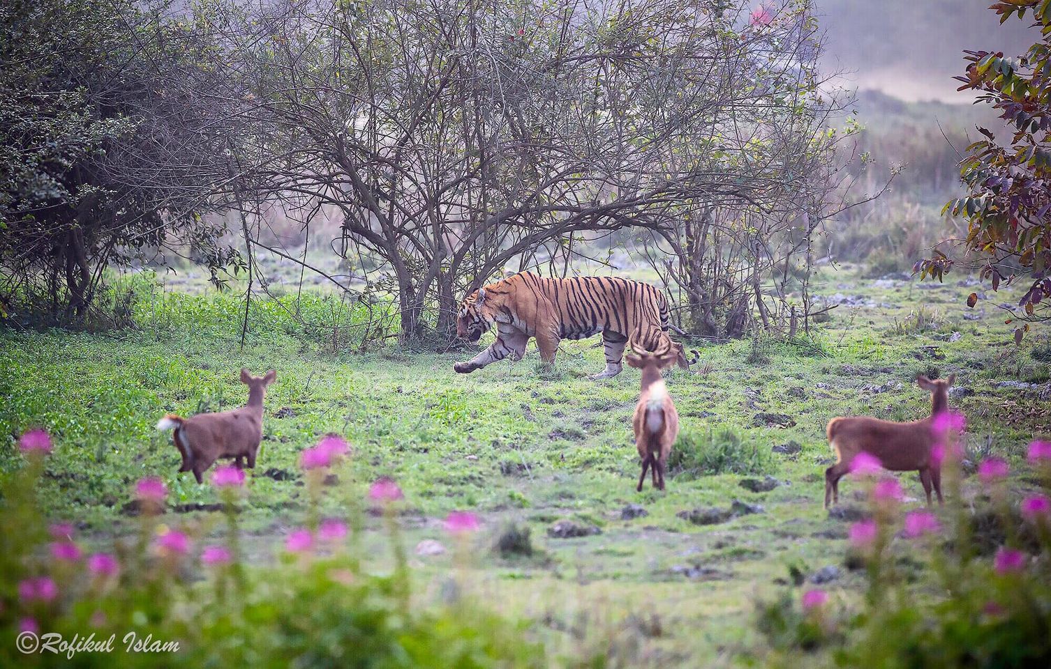 Today's international tiger day, here's a tiger from Kaziranga National