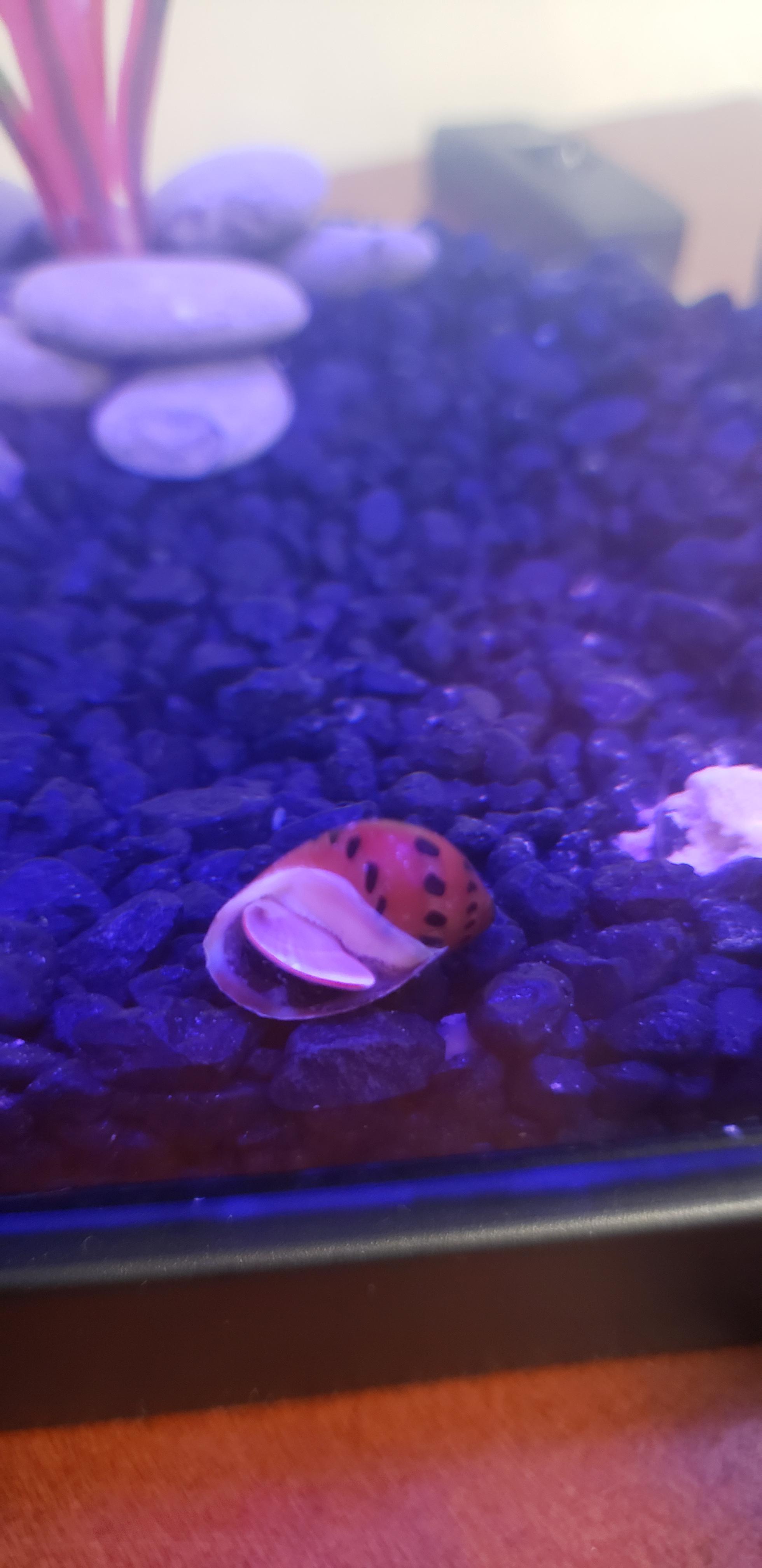 Is my nerite snail dead or just stuck on the side? I left for 4 days