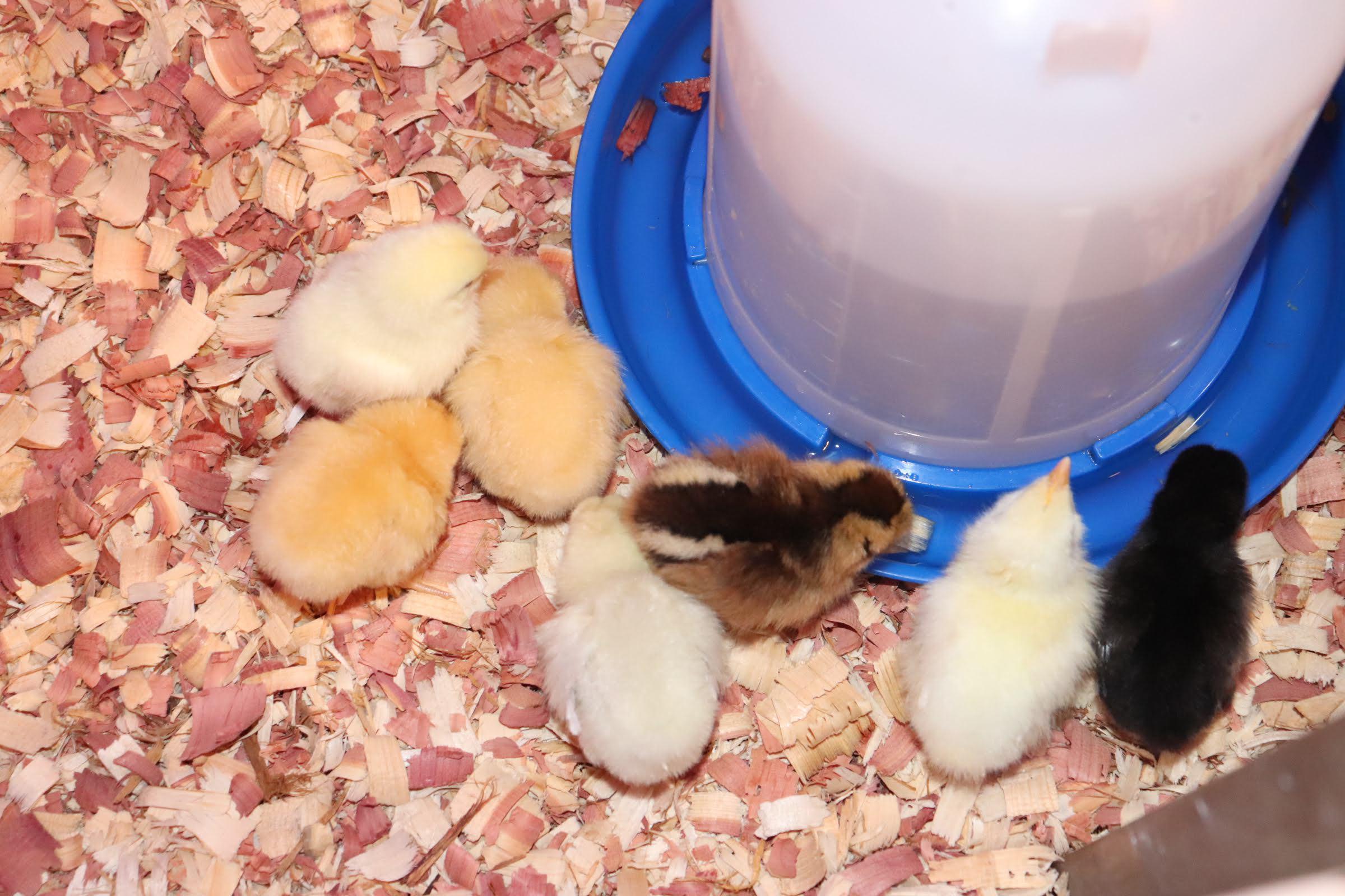 We got our order today from mypetchicken!!! 11 birds in total but my