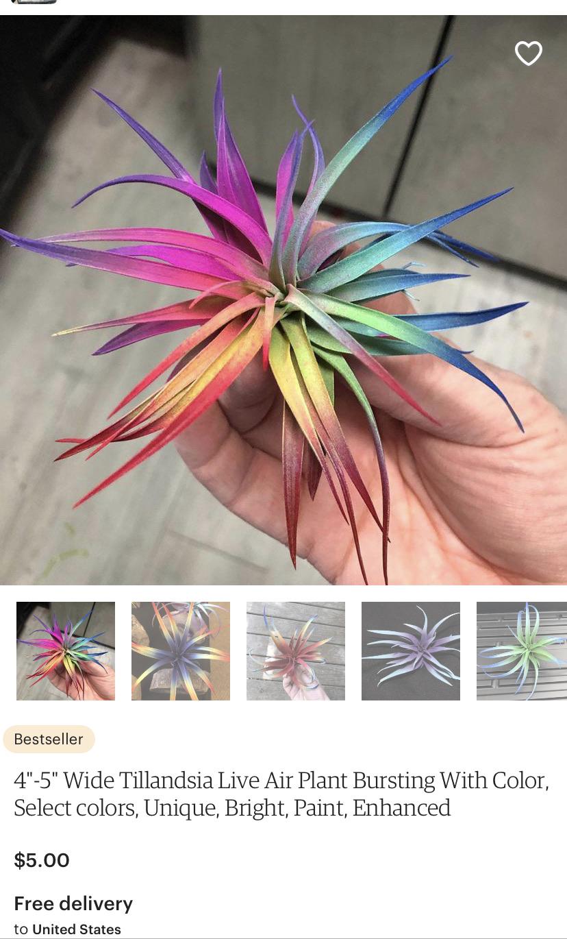 Spray painted air plants found on Etsy. A lot of 5 star reviews too