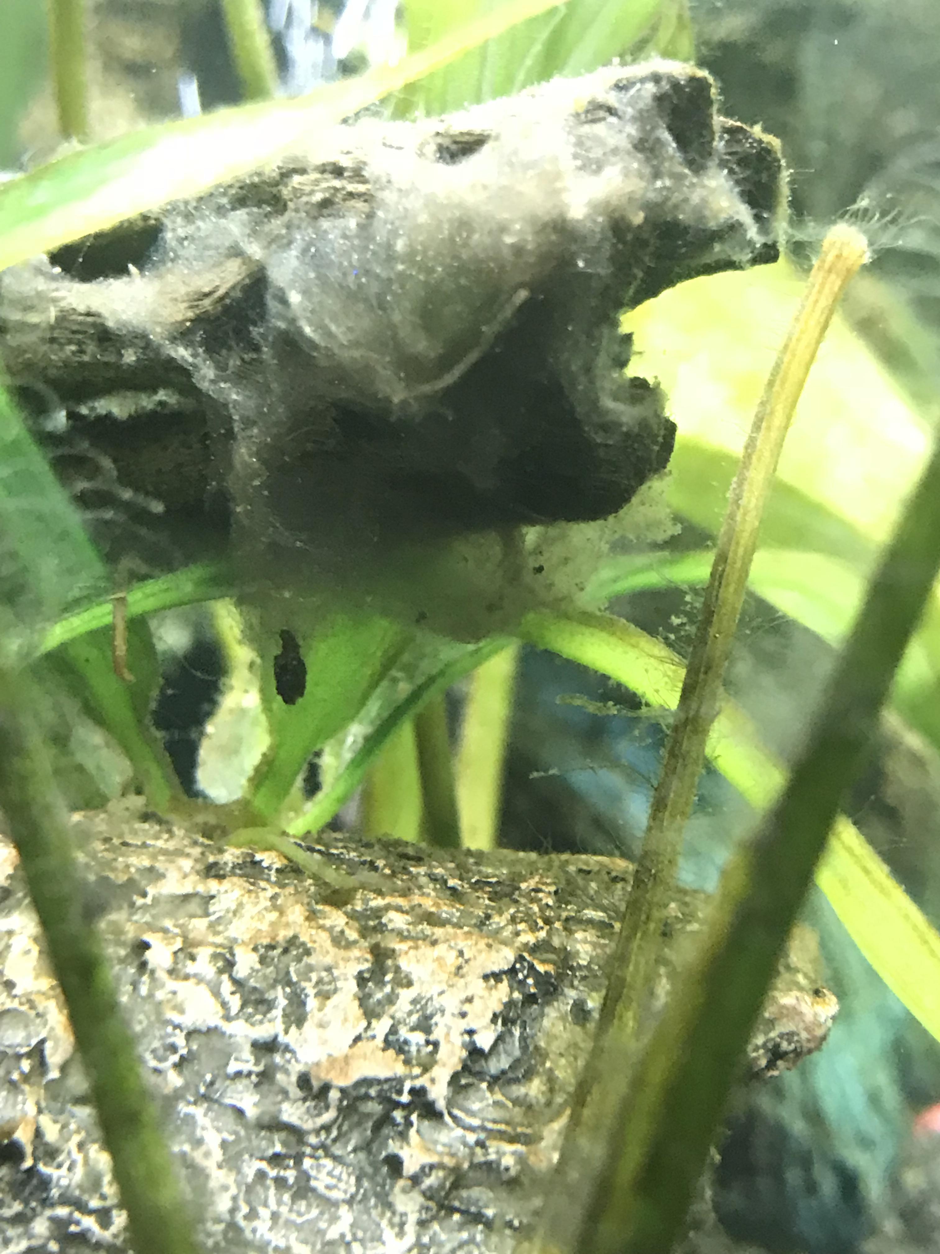 Is this fungus dangerous? r/Aquariums