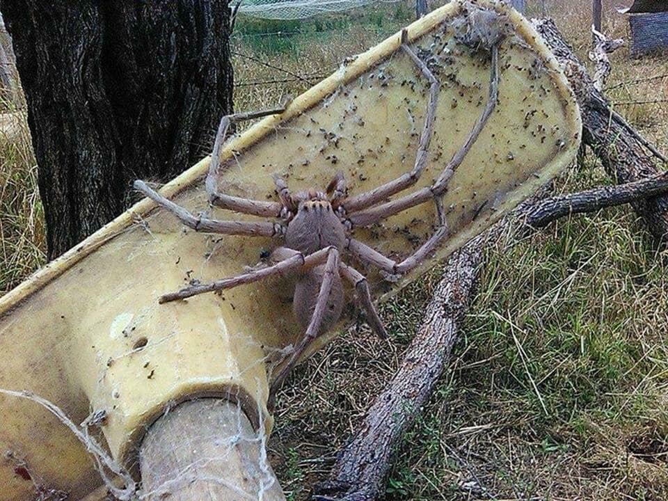 The Giant Australian Huntsman spider, also known as an absolute unit