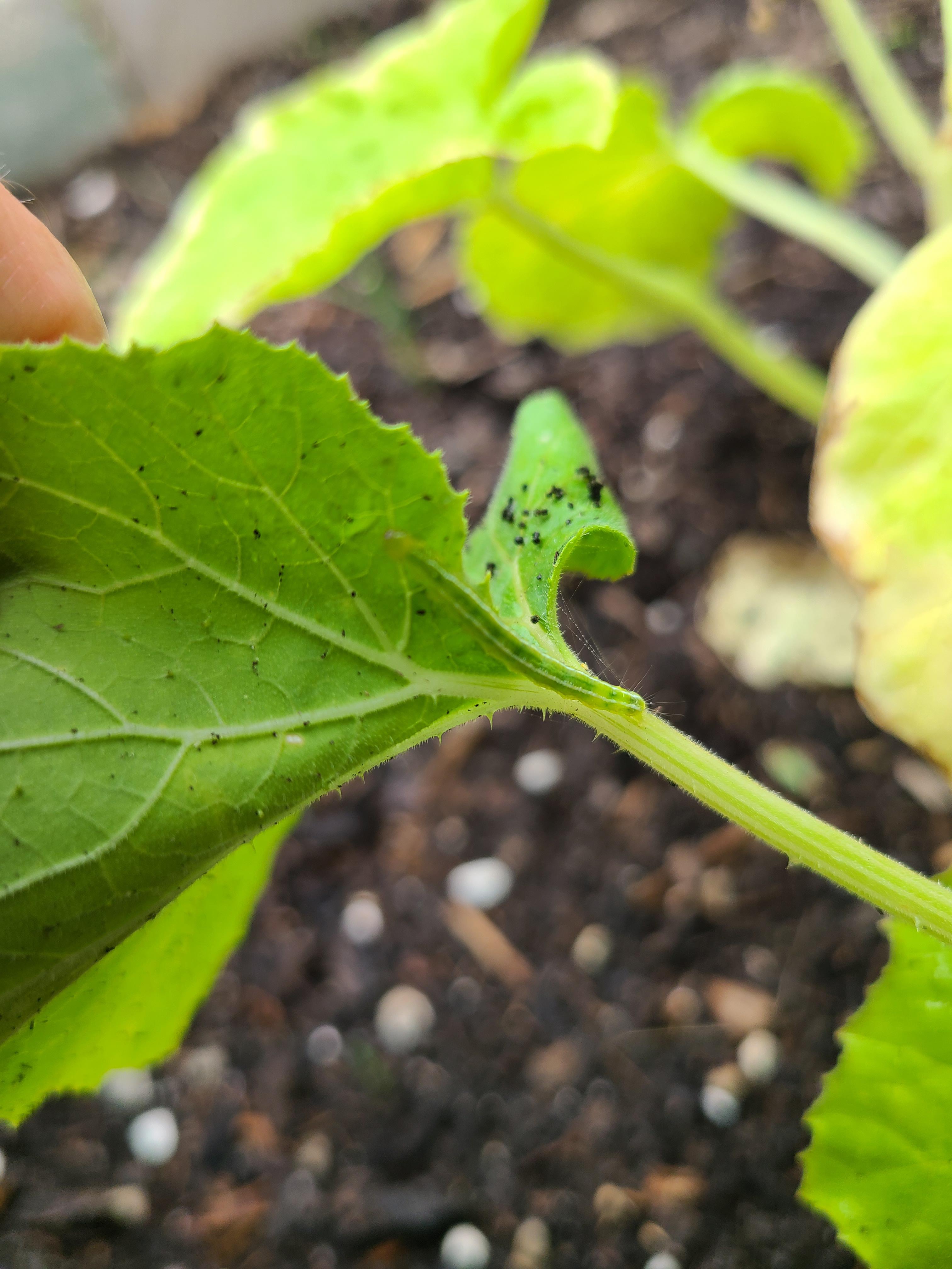 Found the Culprit! Hes been eating my pumpkin leaves. r/gardening