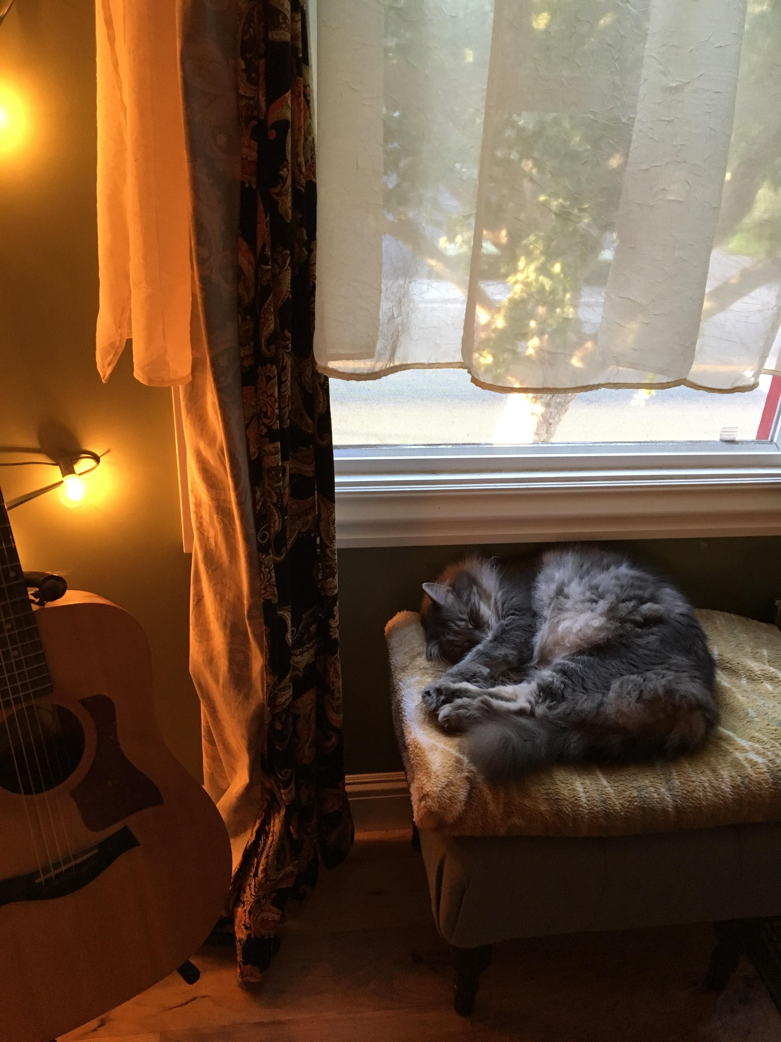Cozy cat r/CozyPlaces