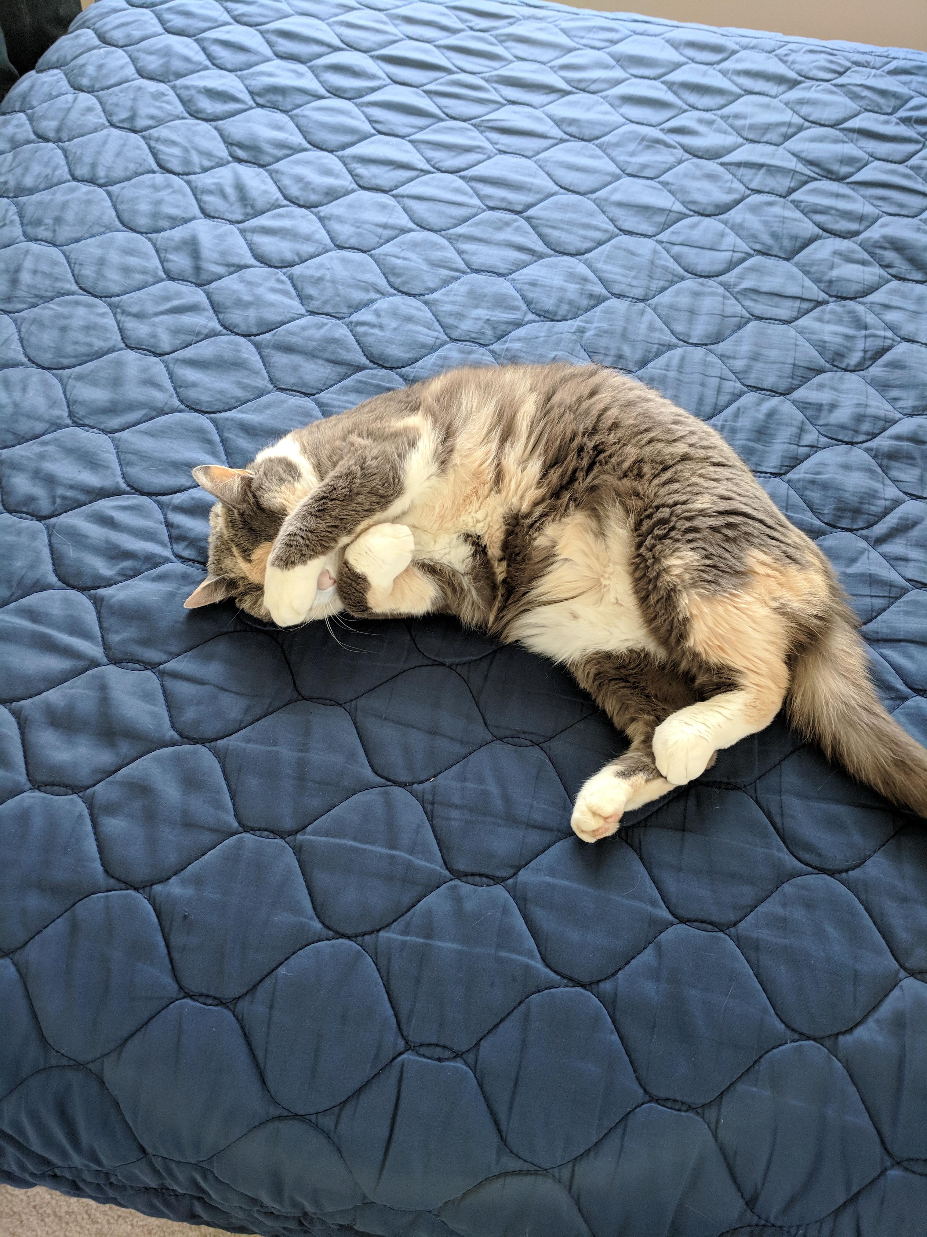 My cat covers her eyes when she naps during the day. r/cats