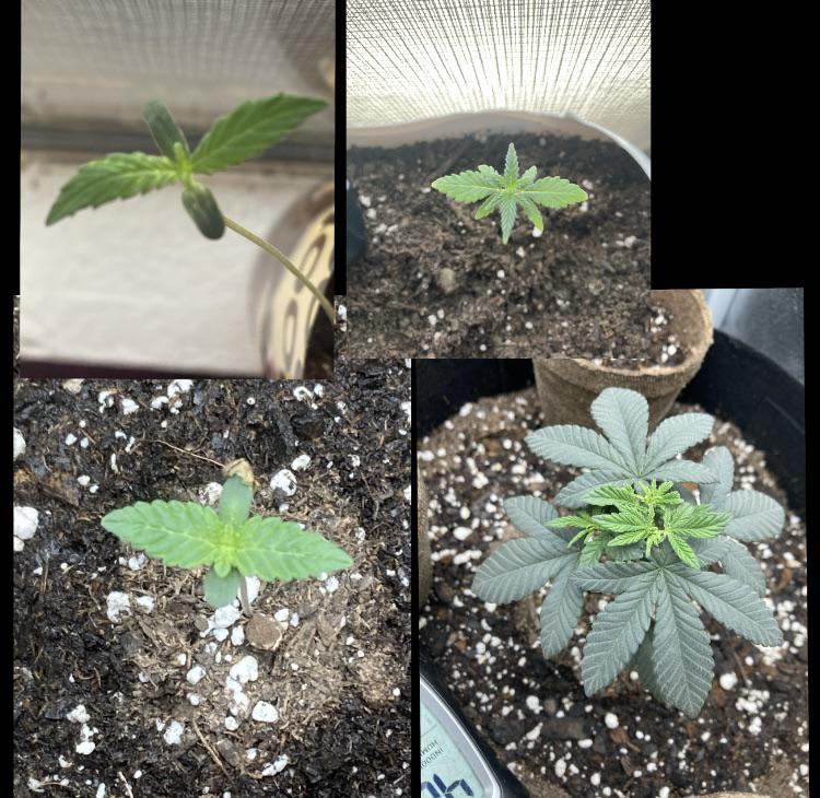 My progress in 1 months for 2 different plants, top 2 was not always by