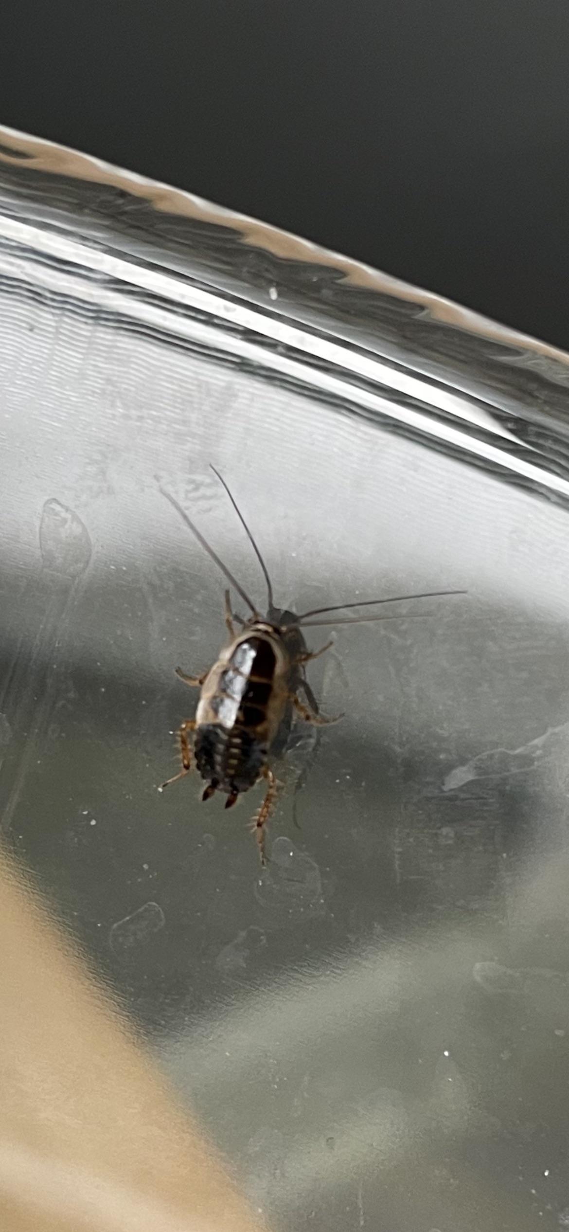 ID on this cockroach? Ontario Canada. Wood cockroach or nonnative pest