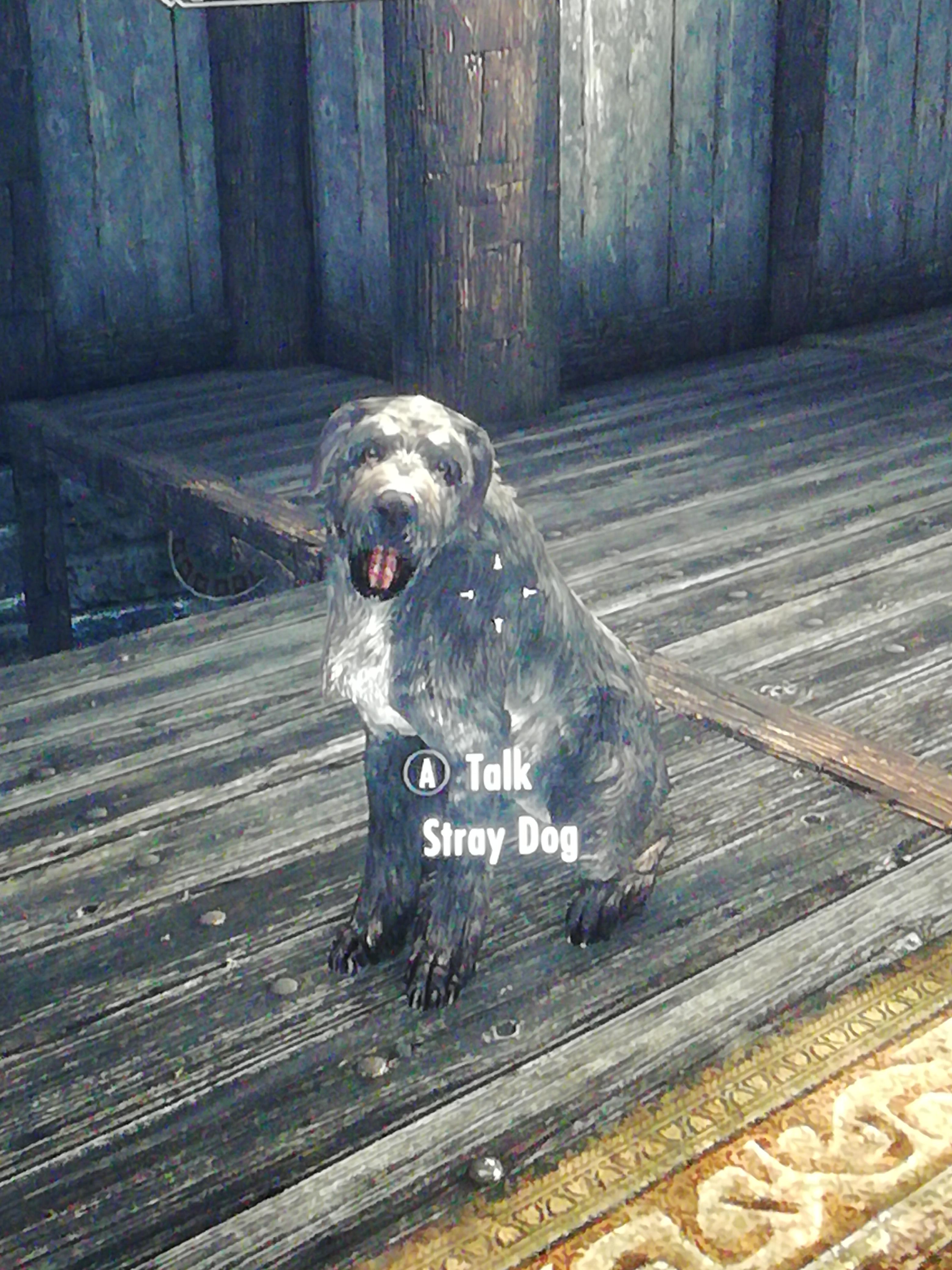 I found a stray dog. Is there a way to keep him? r/skyrim