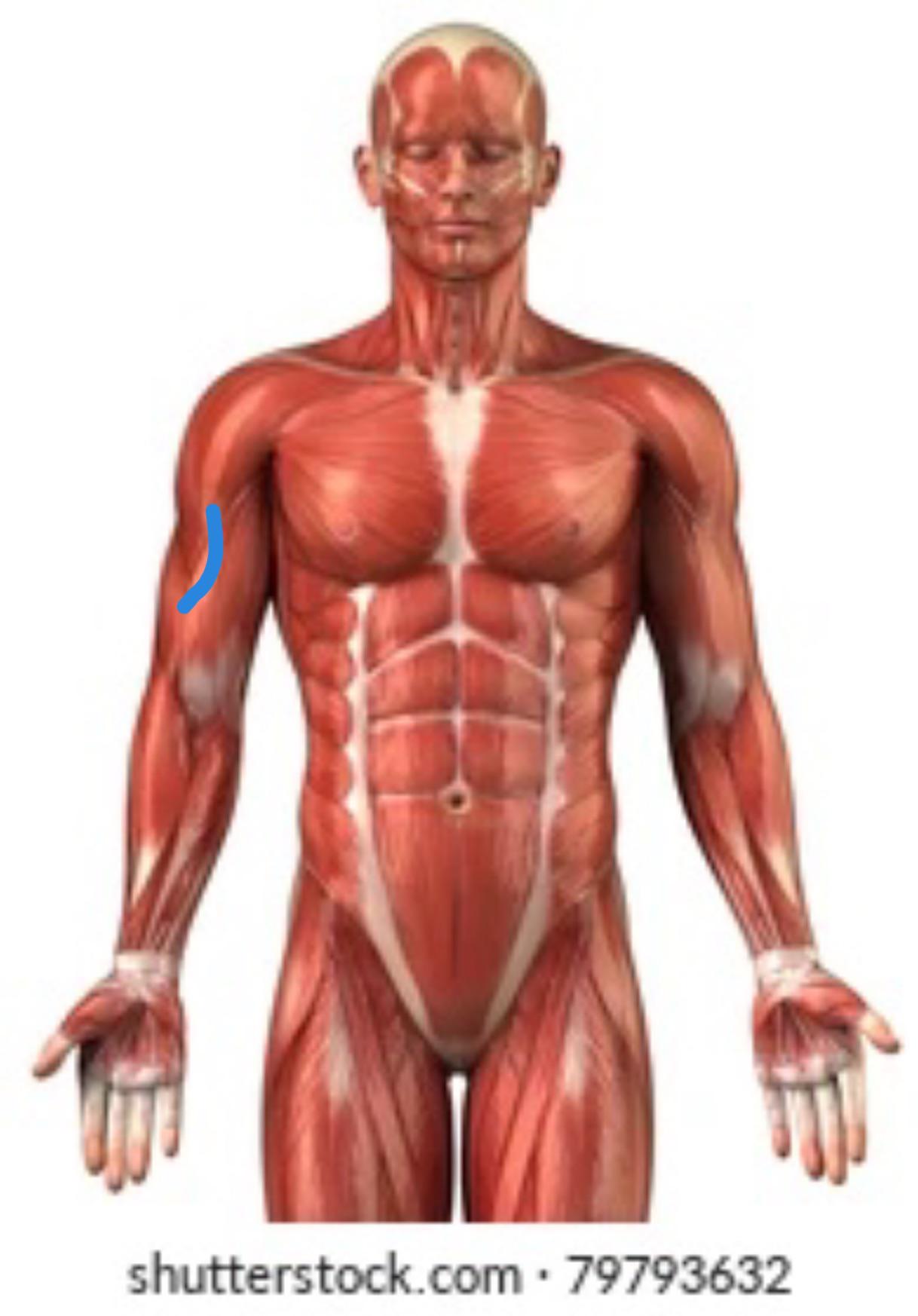 Shoulder pain. Hurts when I raise my arm. What should I do? I makes the