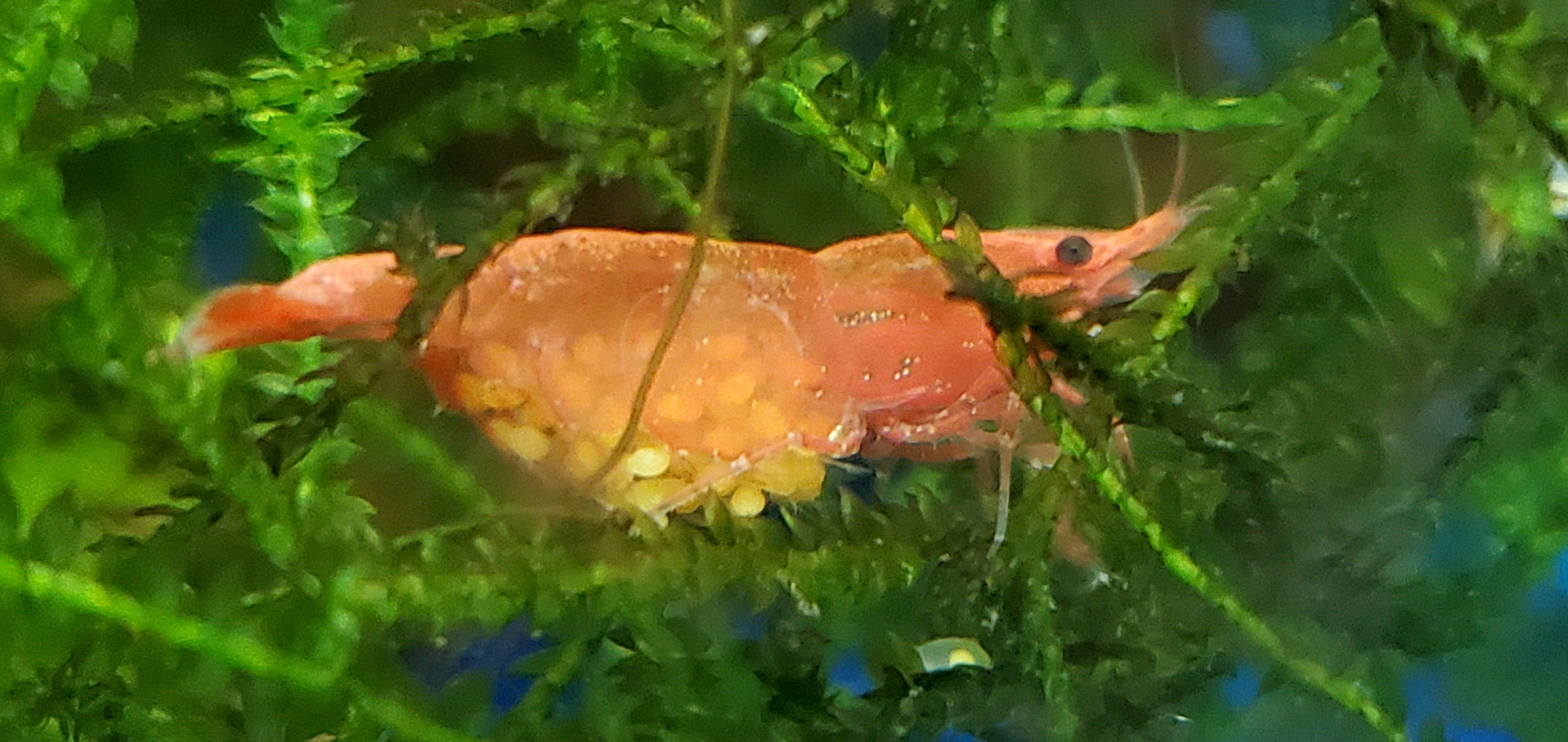 More baby shrimp on the way! So excited! r/Aquariums