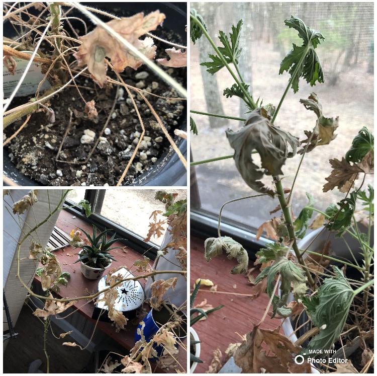 My 4 year old citronella plant, Steve has been turning brown for a few months, seems to have