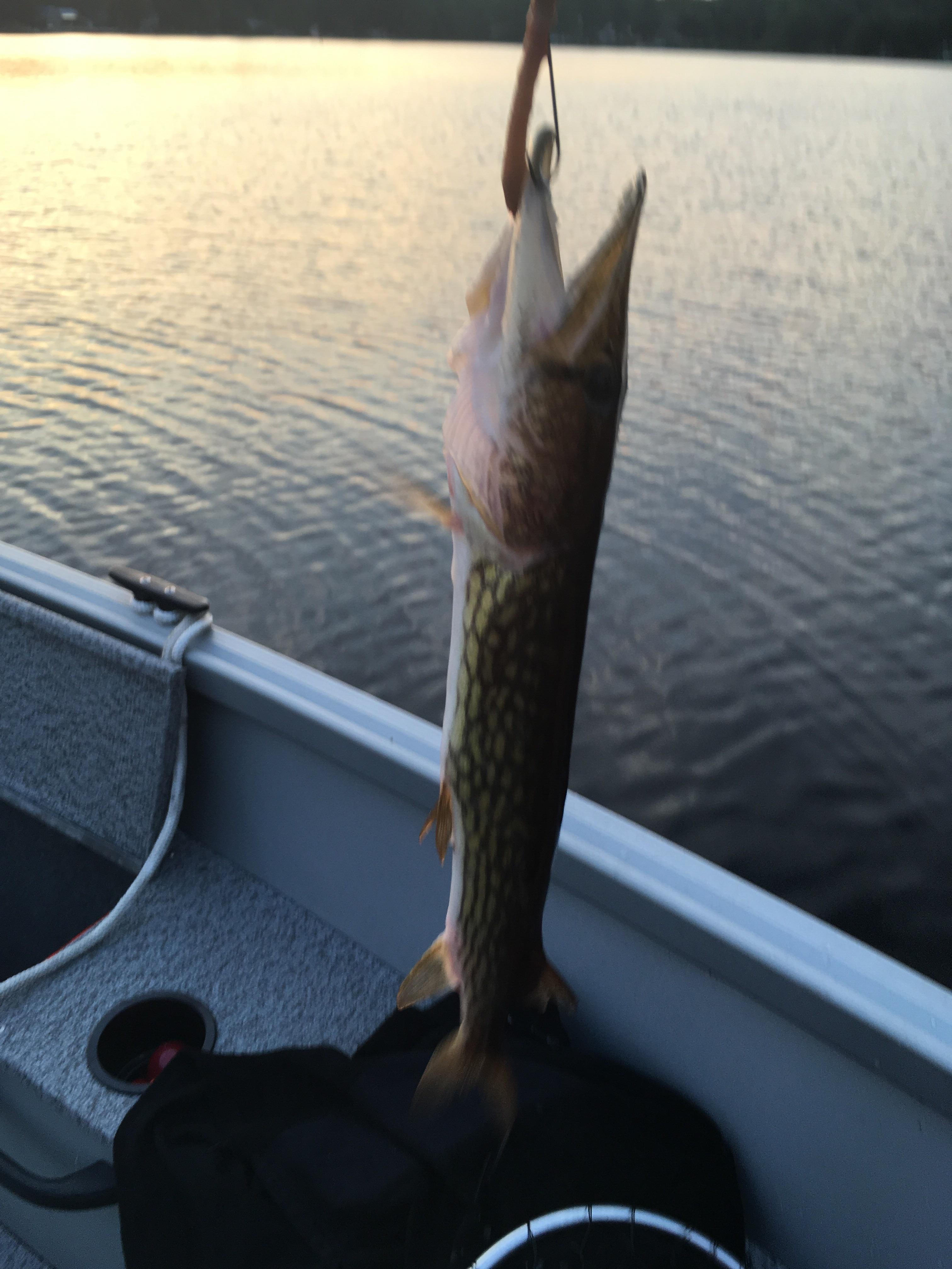 15" Chain Pickerel on Harvey Lake, New Hampshire r/Fishing