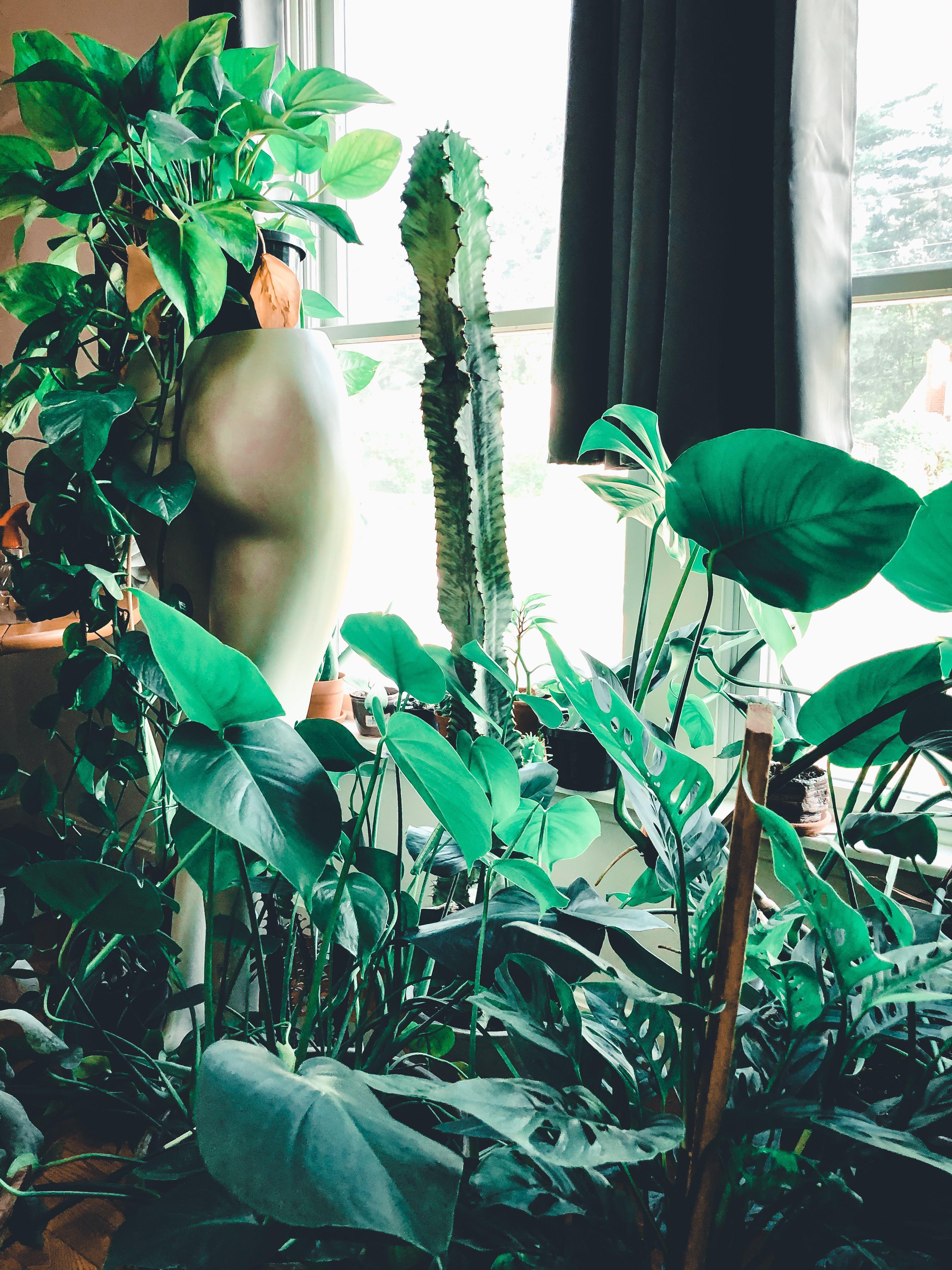 Plants are like jazz, when a store is closing and selling their