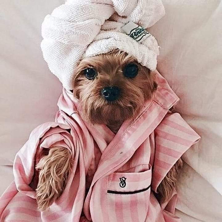 Dog after shower : r/pics