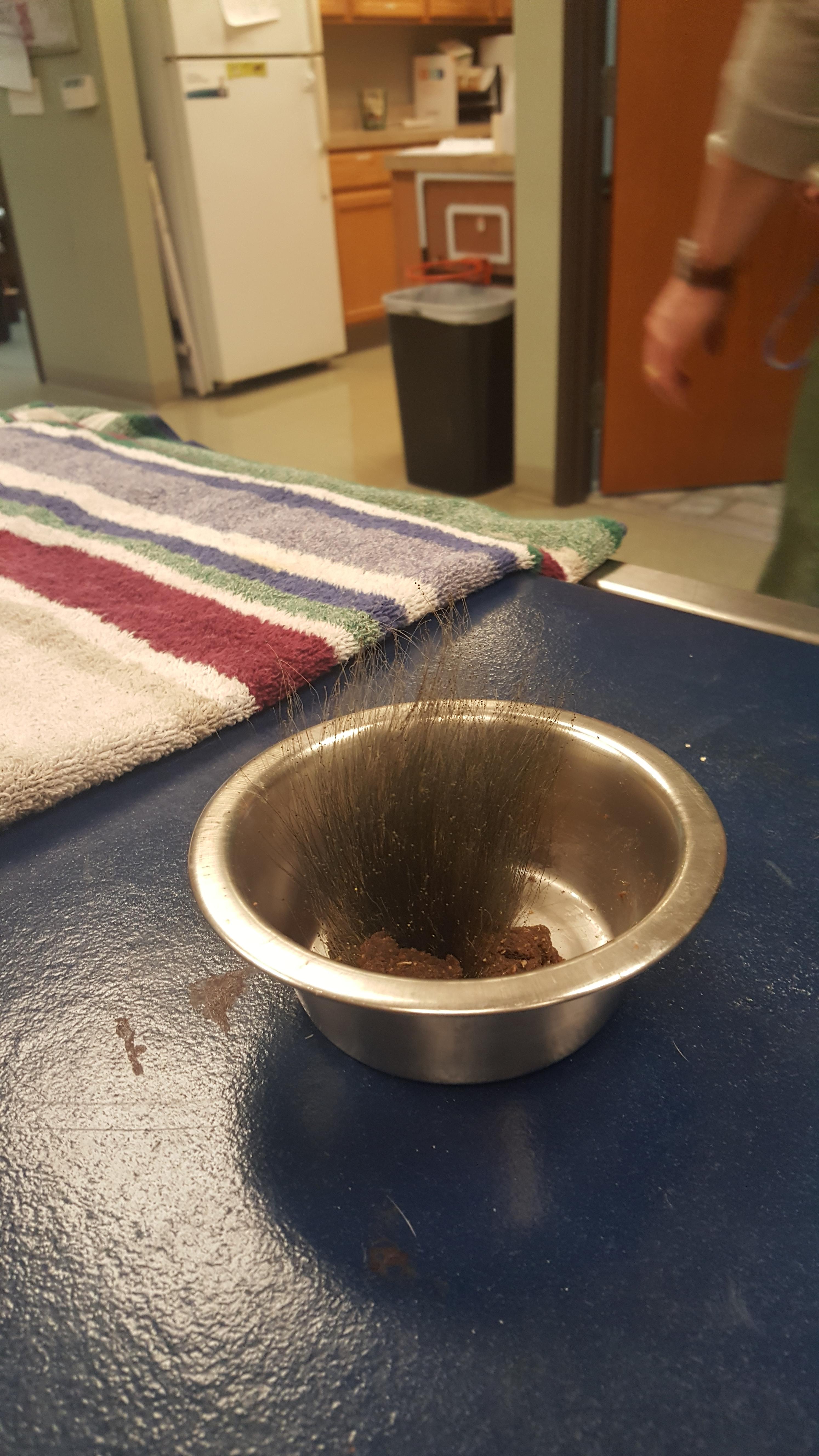 Found growing out of prescription dog food. r/whatsthisplant