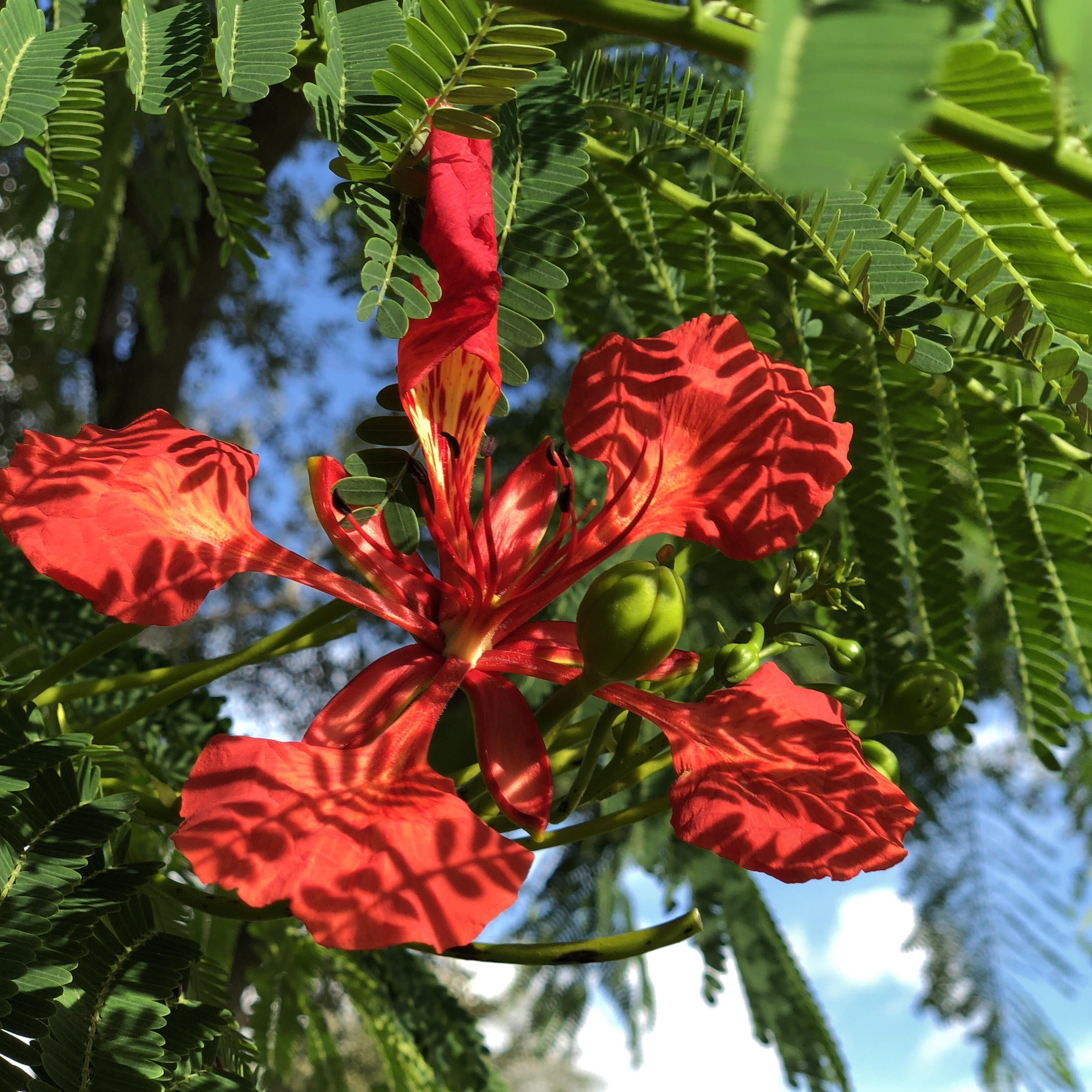 Royal Poinciana bloom in South Florida. The tree tops are bright red