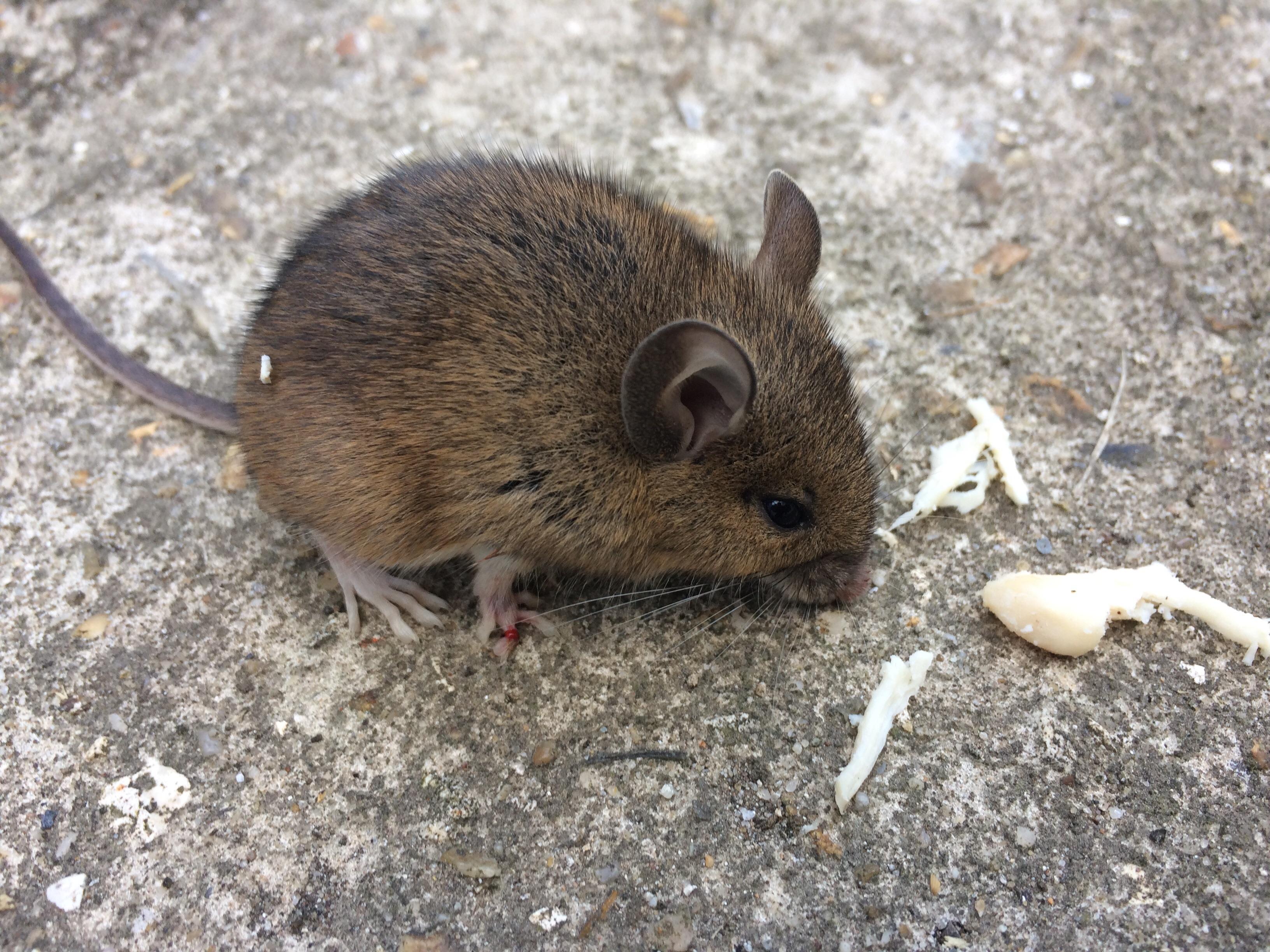 Found a mouse outside the house. r/CasualUK