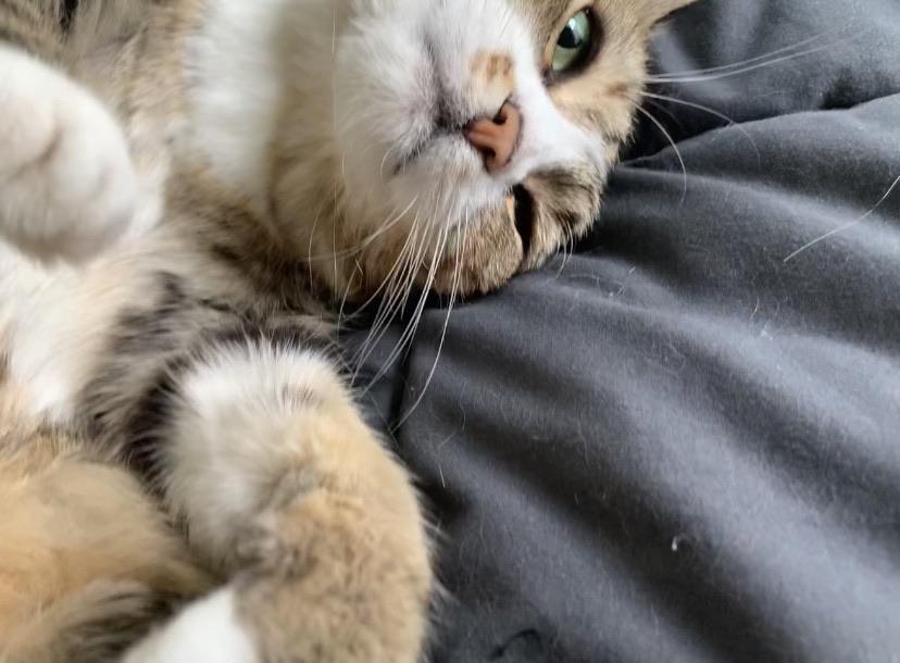 doing squish things r/cats