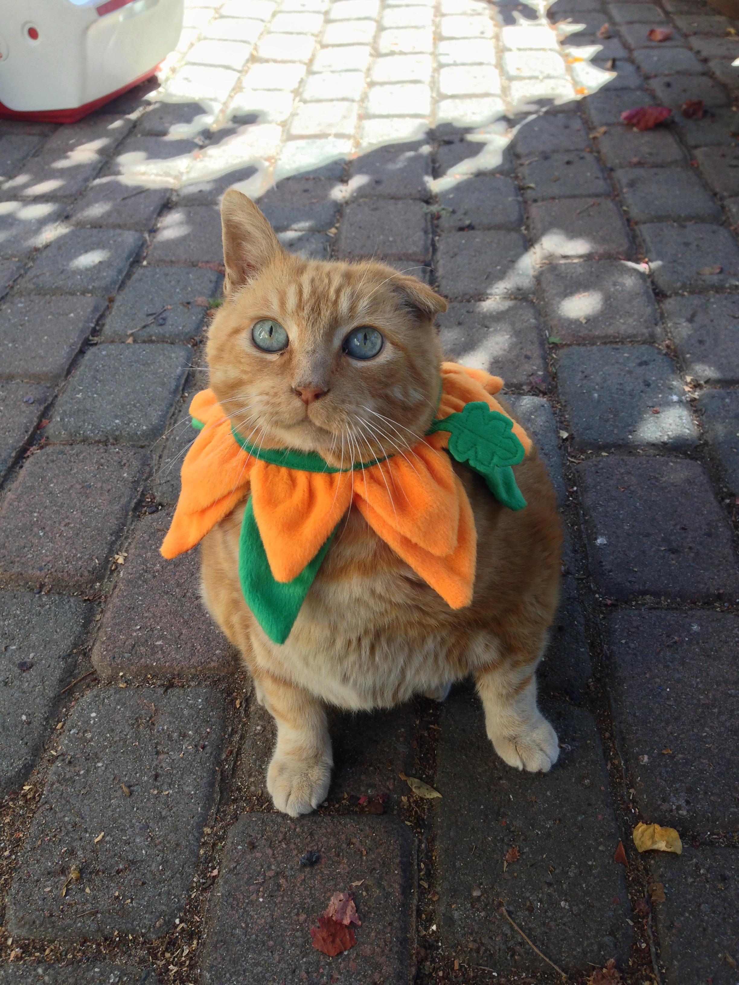 Feeling festive? Here’s my friend’s fat orange cat dressed as a pumpkin