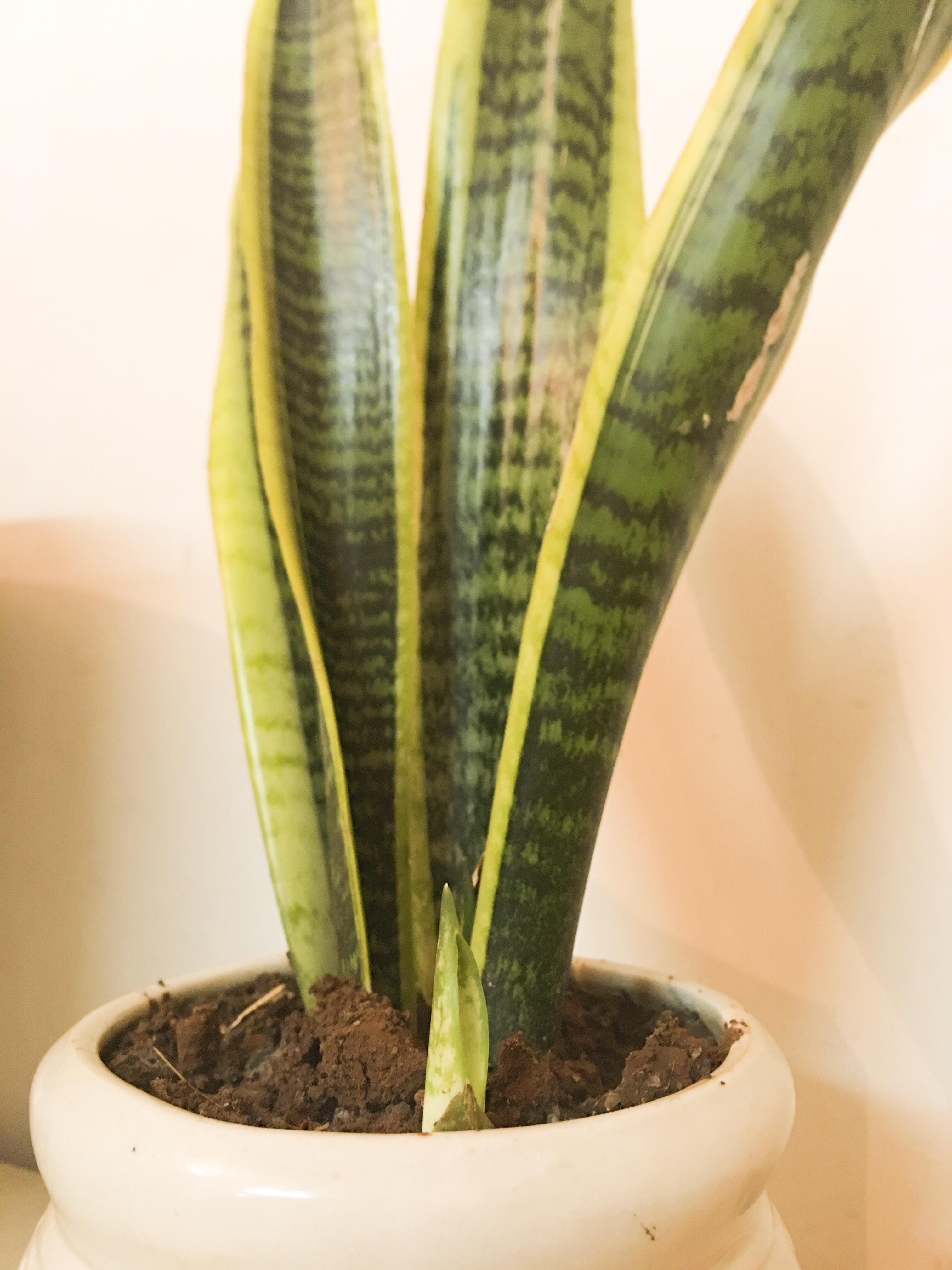 What’s growing in my snake plant? Is that aloe vera or just another