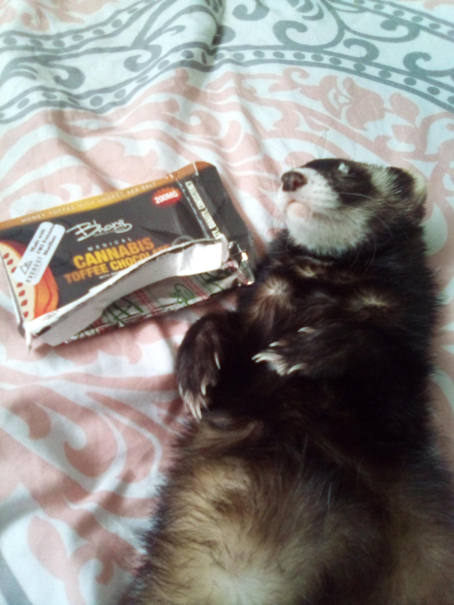 My ferret ate a cannabis chocolate square! r/ferrets