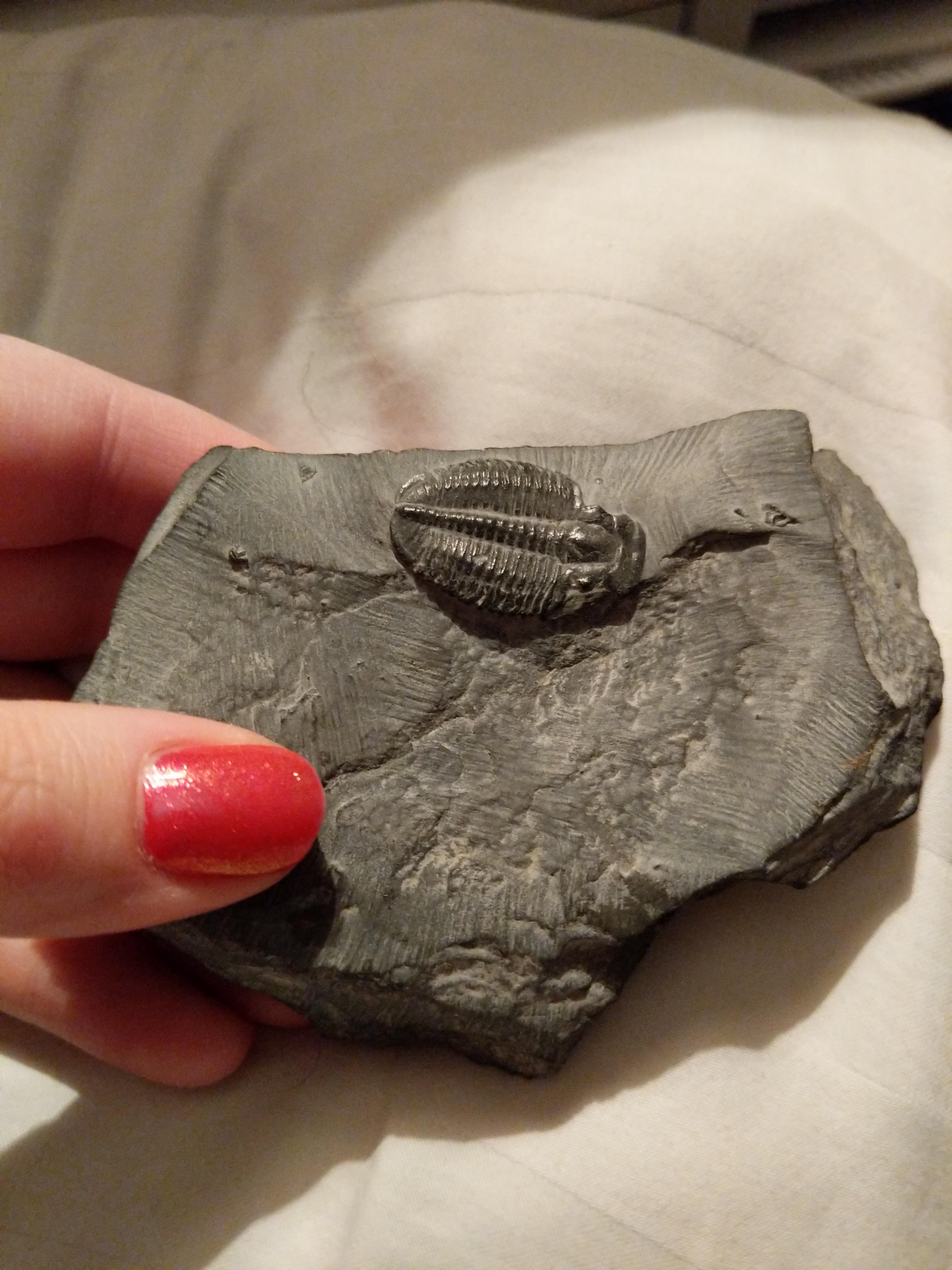 Real or fake trilobite fossil? r/fossils