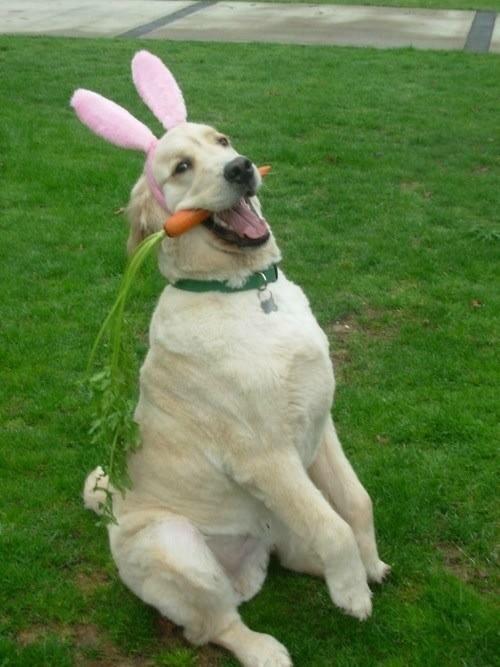 Easter bunny r/funny